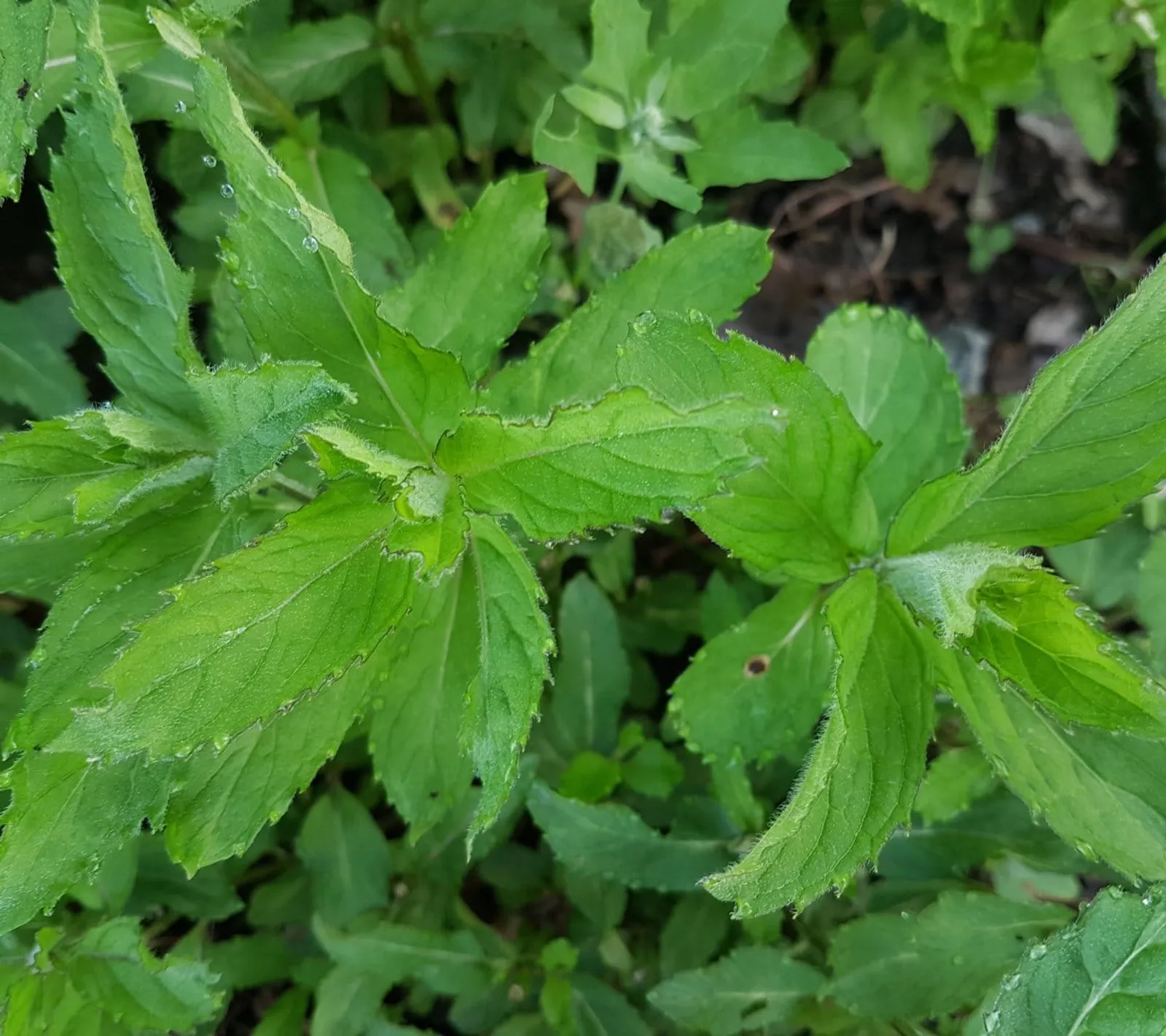 Mynta 'Pepparmynta', ekofrö - bild 1