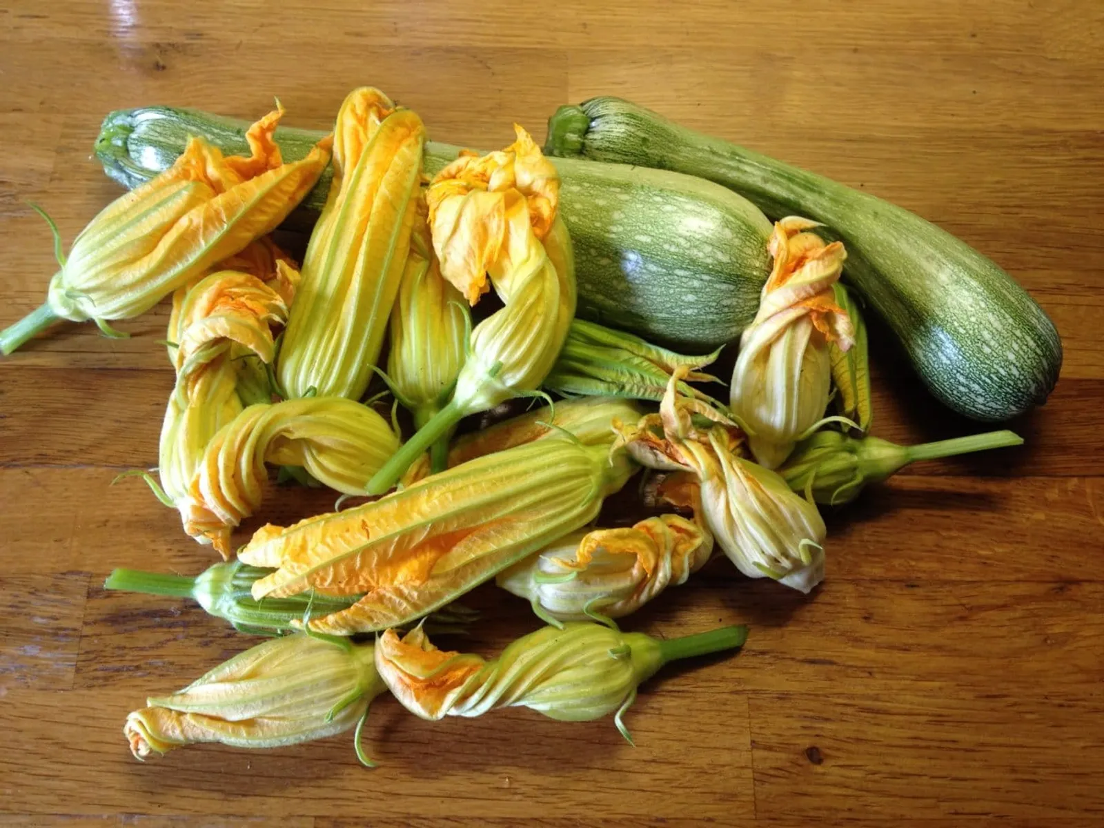 Sommarsquash 'Ortolana di Faenza', ekofrö - bild 2