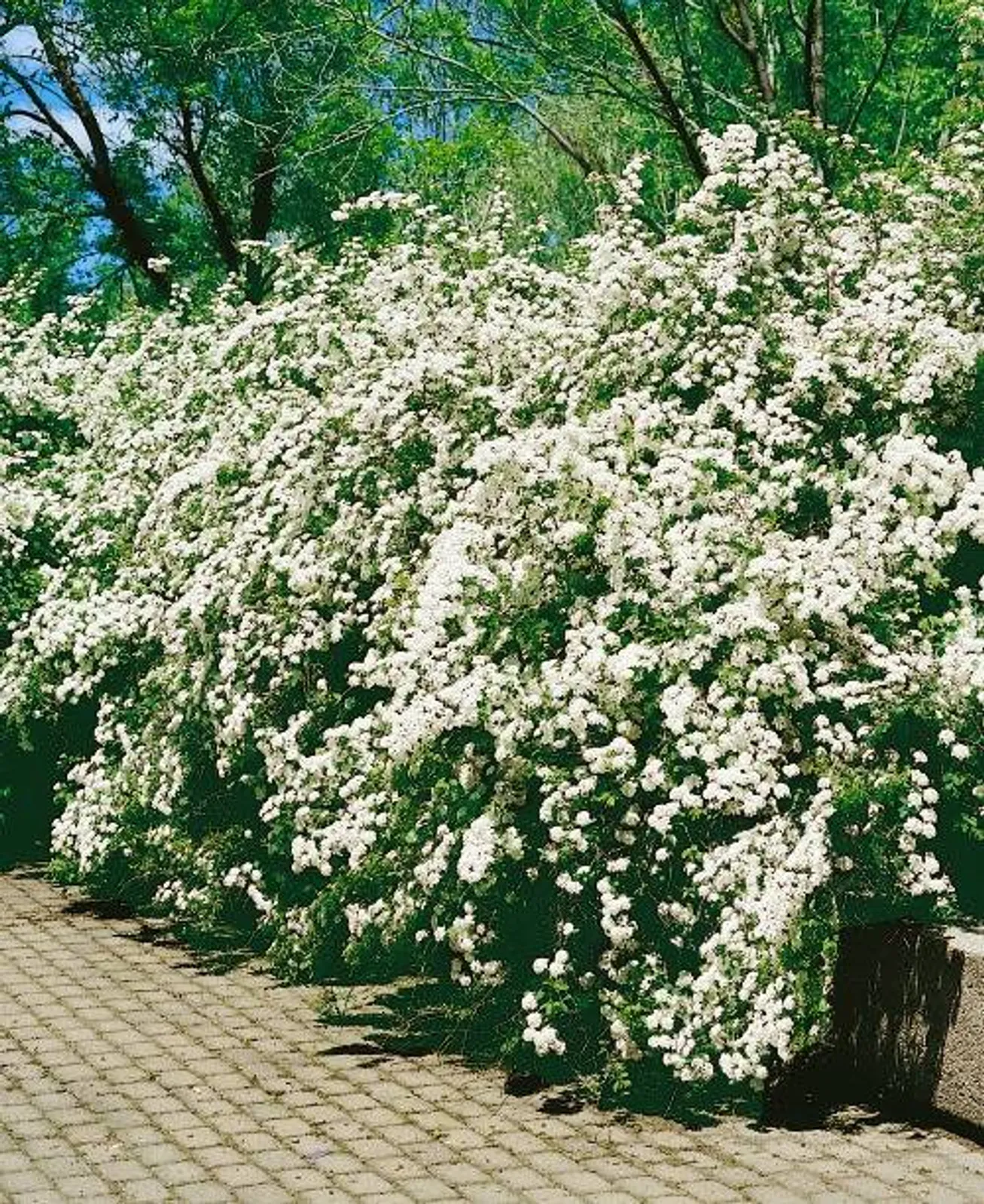 Bukettspirea, 20-40 cm - bild 1