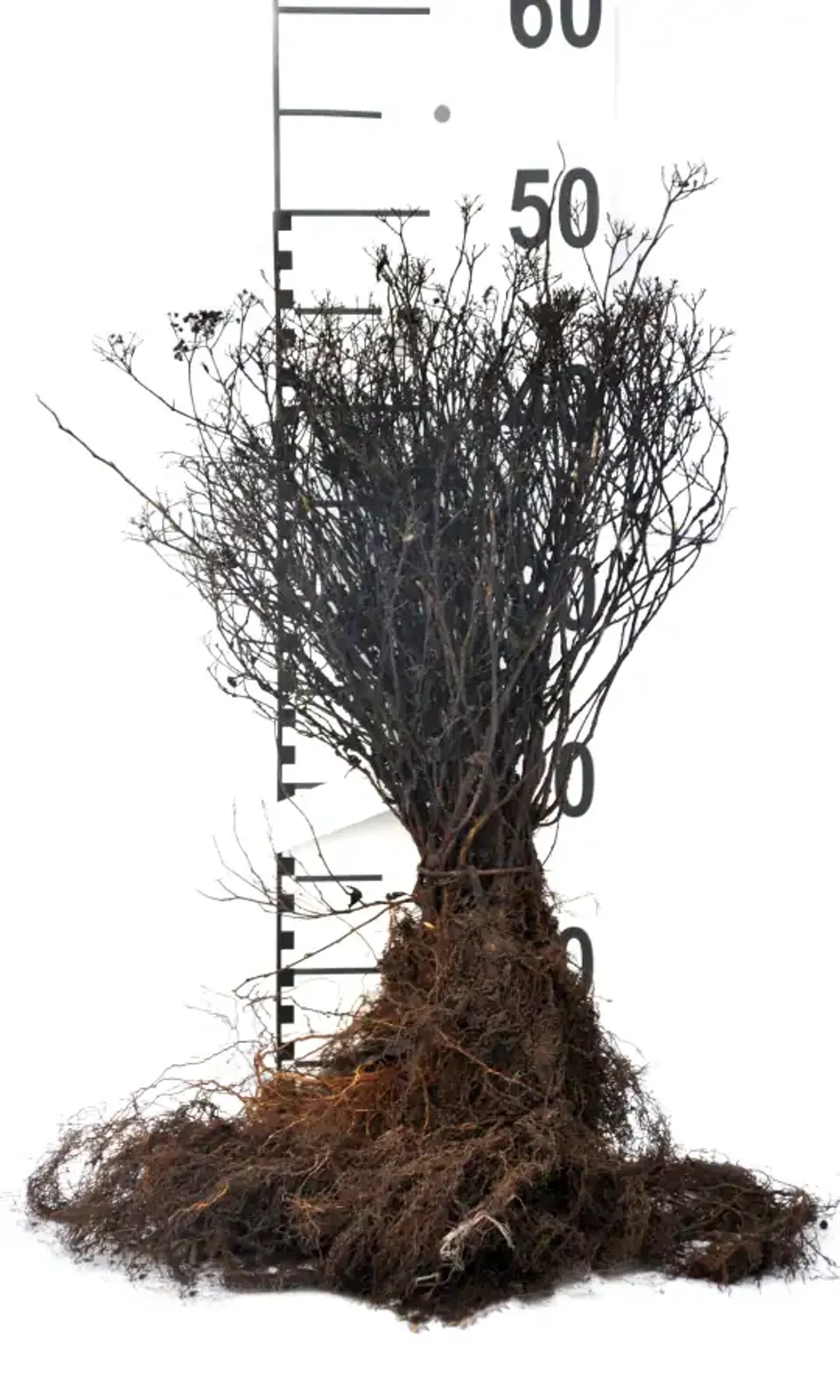 Rosenspirea, 15-30 cm - bild 5