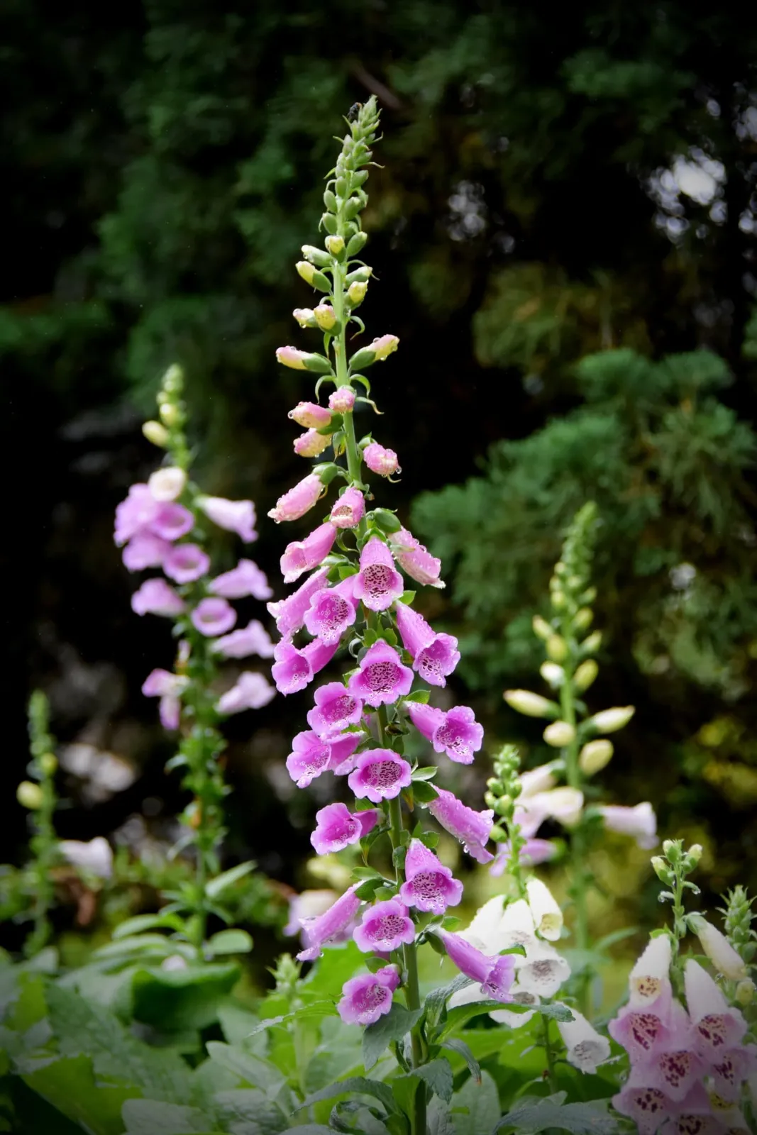Fingerborgsblomma 'Gloxiniaeflora', ekofrö - bild 3