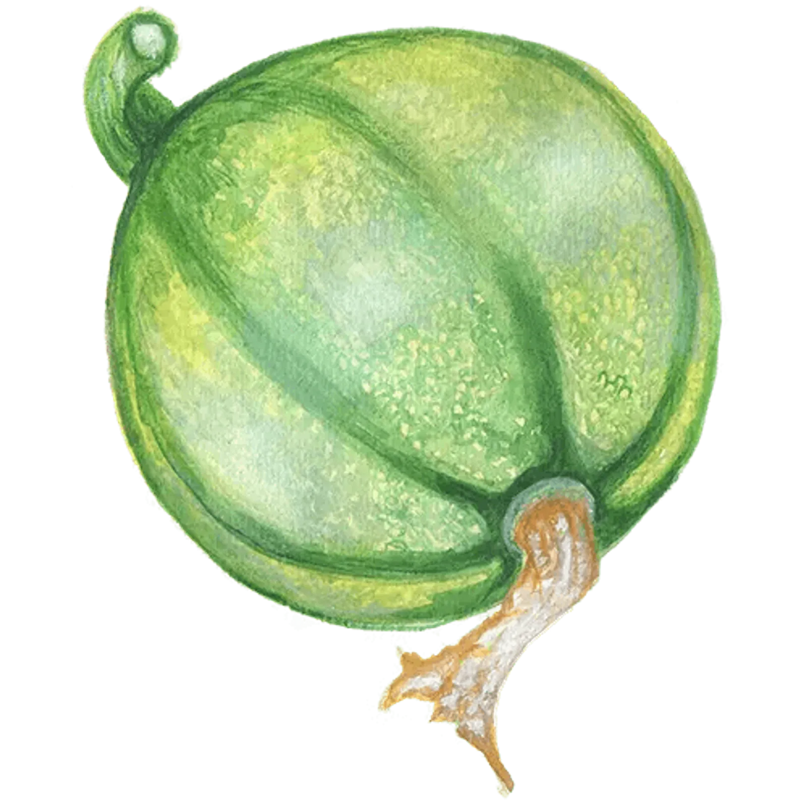 Sommarsquash 'Tondo Chiaro di Nizza', Frö - bild 1