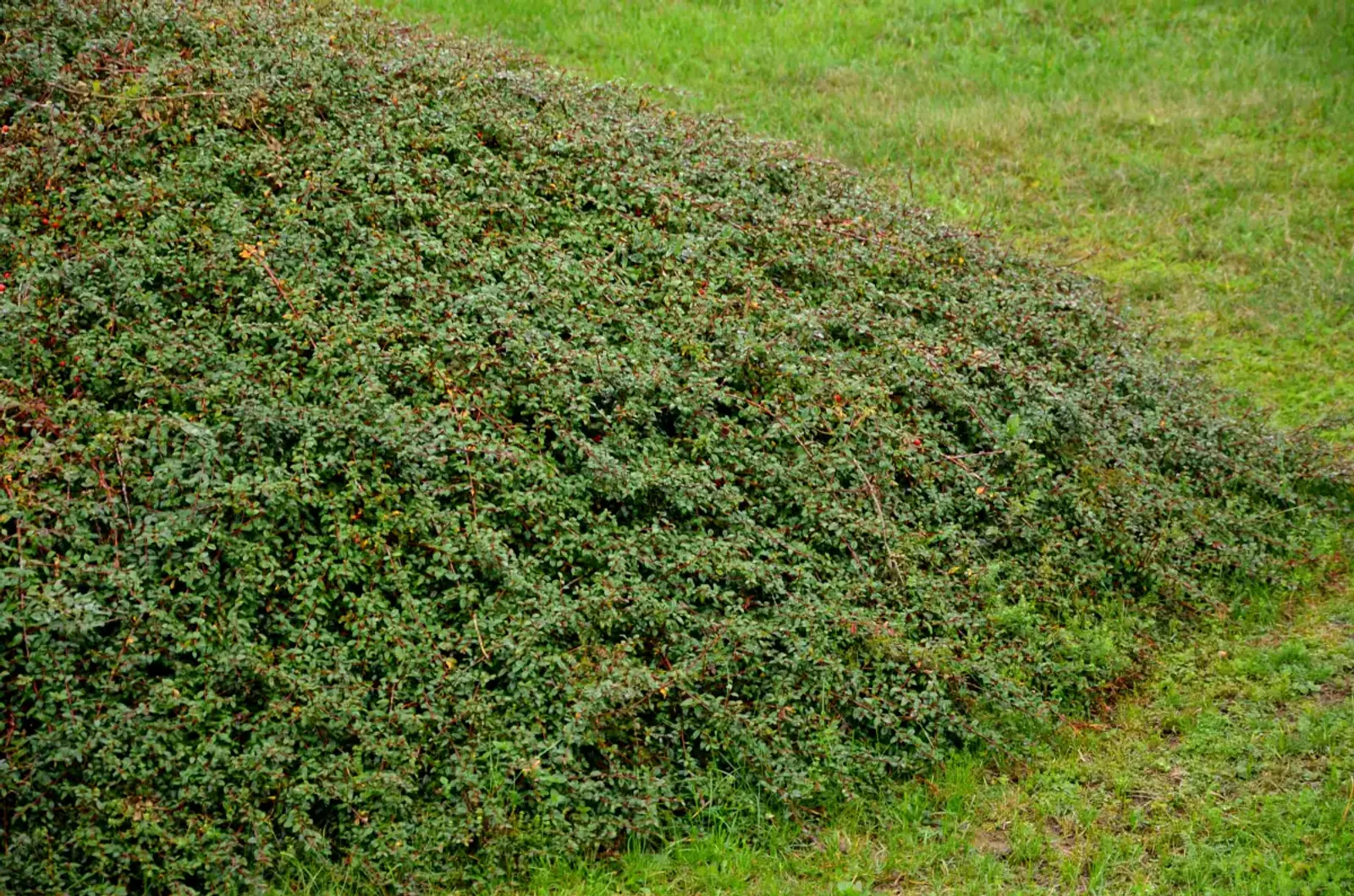 Svenskt parkoxbär 'Coral Beauty', 20-40 cm - bild 1