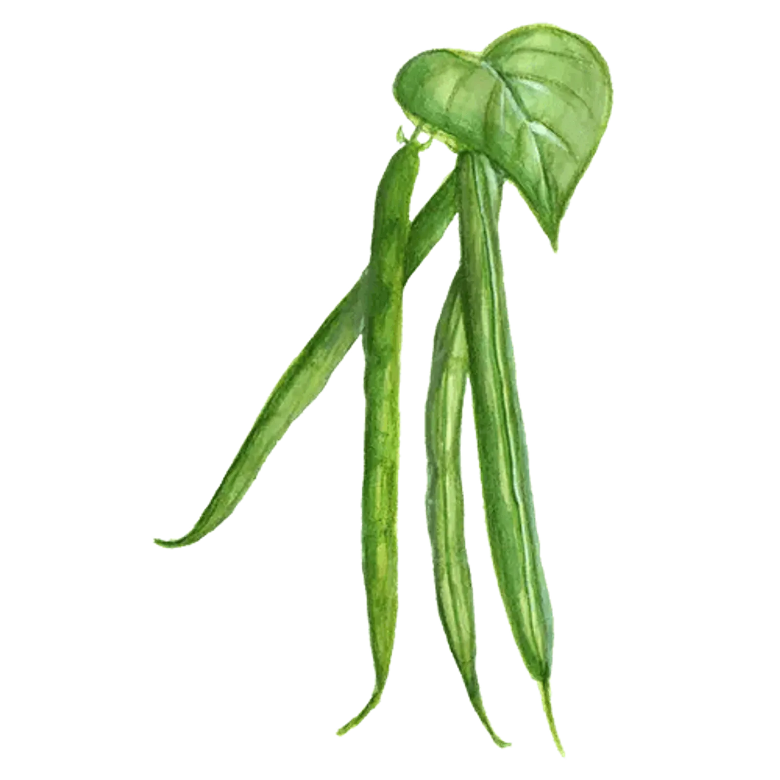 Buskböna bryt 'Allegria', Frö - bild 1