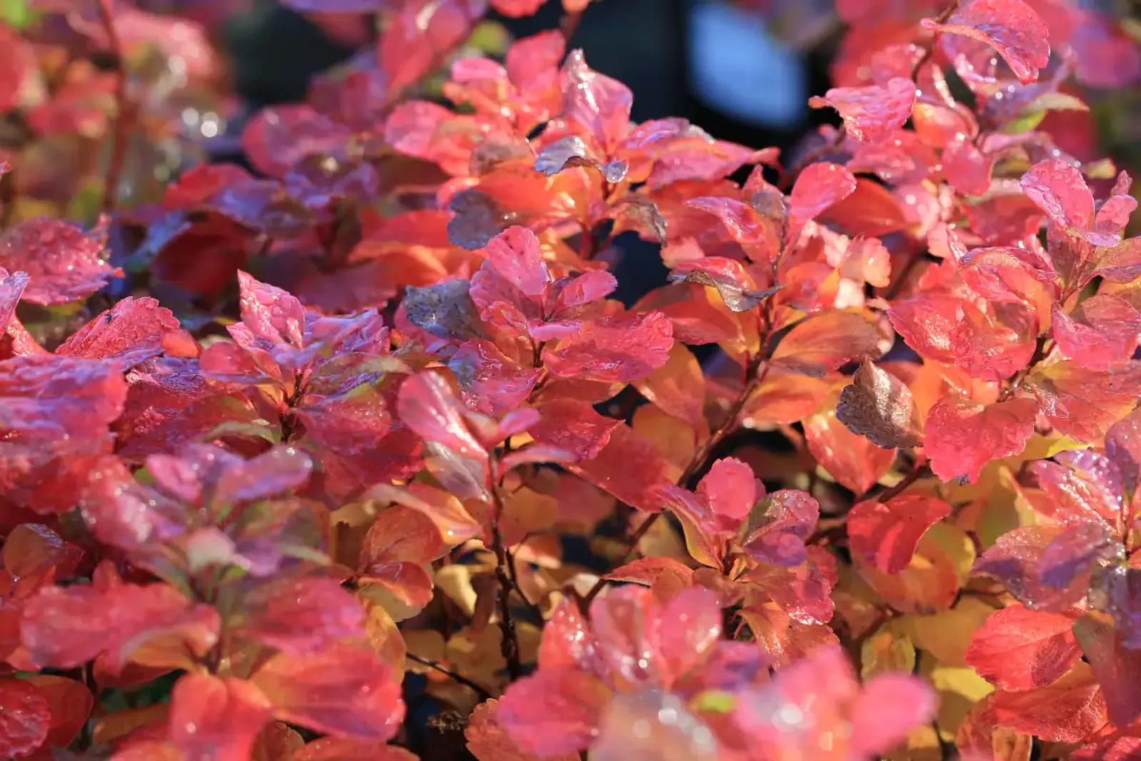 Björkspirea, 15-30 cm - bild 4
