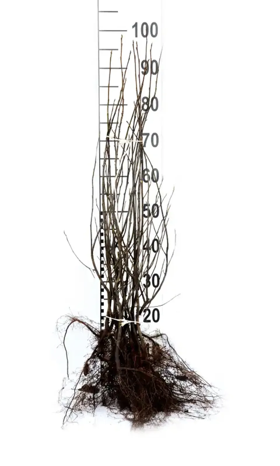 Prakthäggmispel, 50-80 cm - bild 6