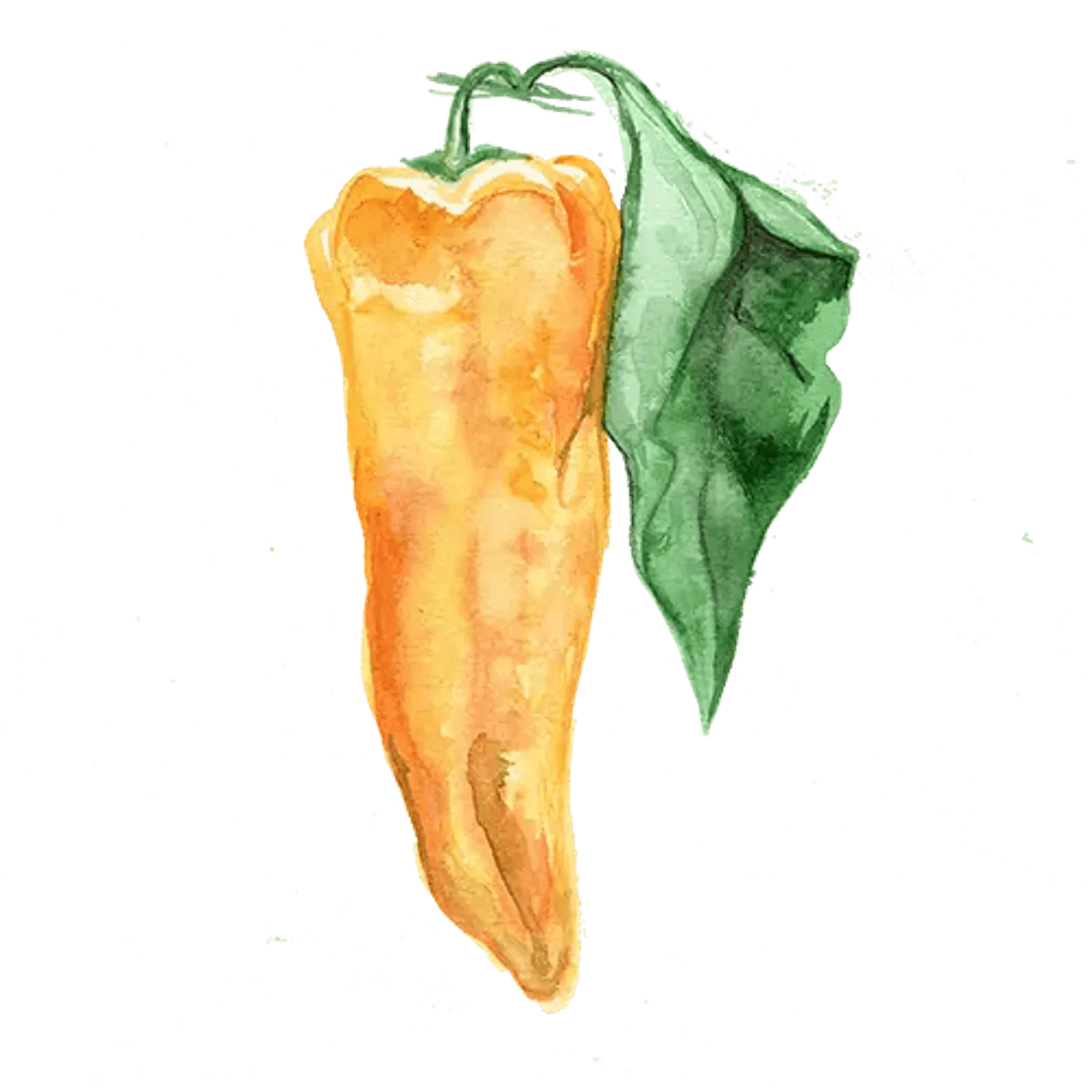 Paprika 'Corno Giallo', Frö - bild 1
