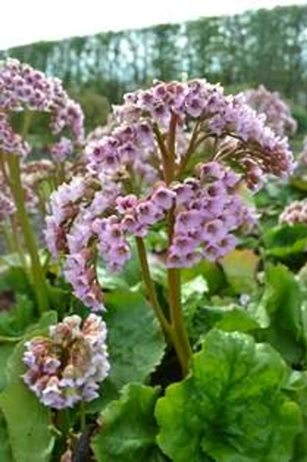 Hjärtbergenia 'Möja', 3-pack - bild 1