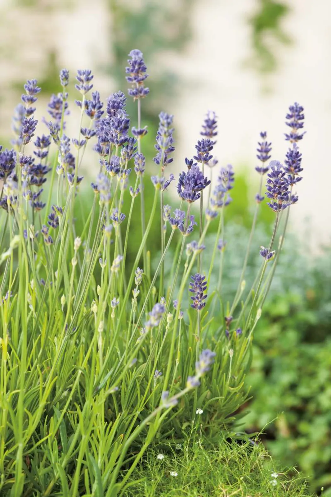 Lavendel 'Munstead', 10-pack - bild 1