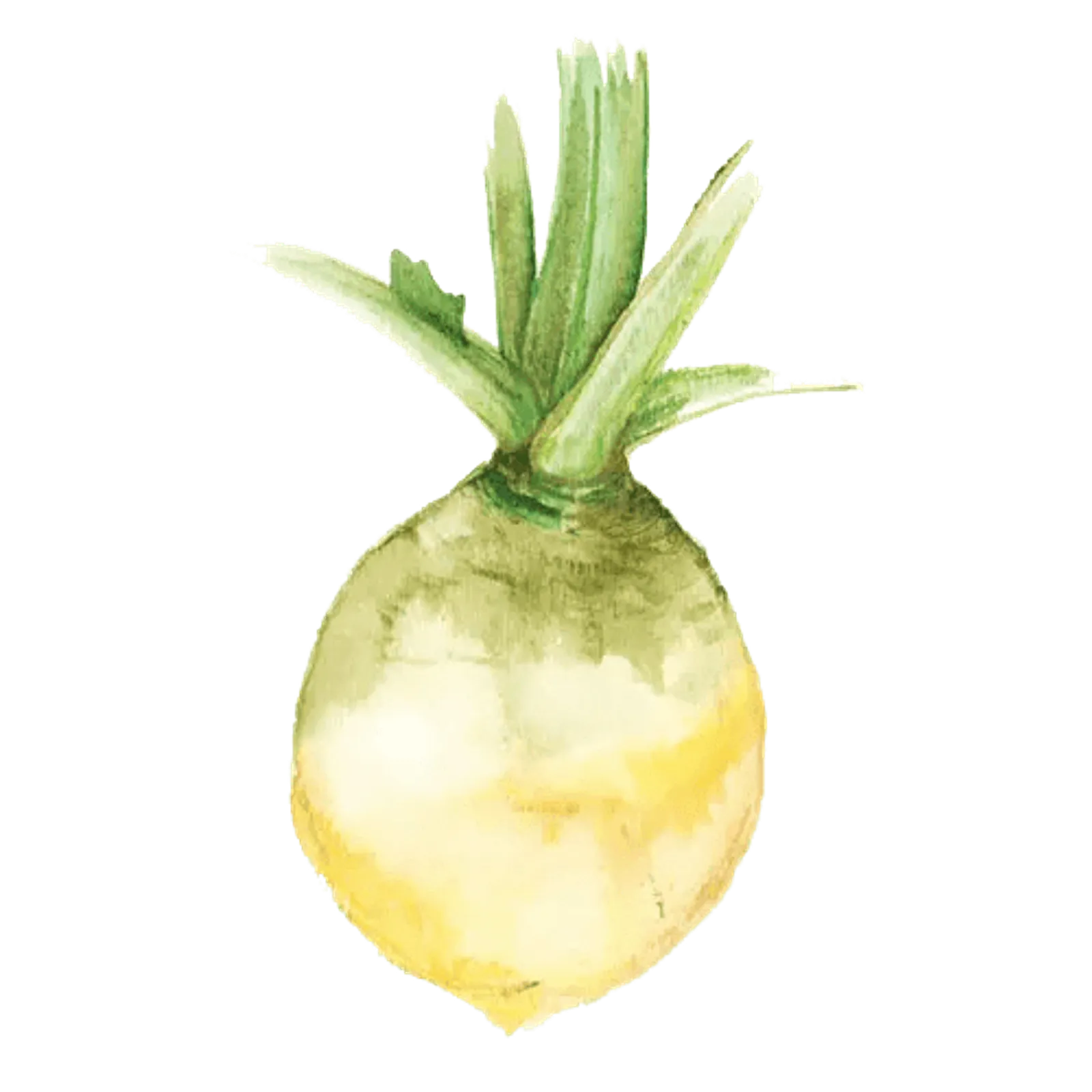 Kålrot 'Vintjärn', Frö - bild 1