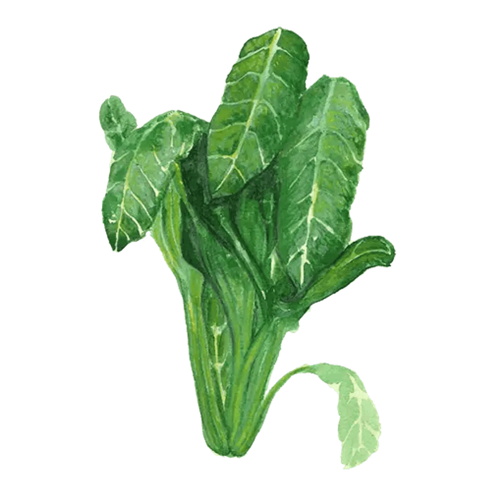 Mangold 'Perpetual Spinach', Frö - bild 1