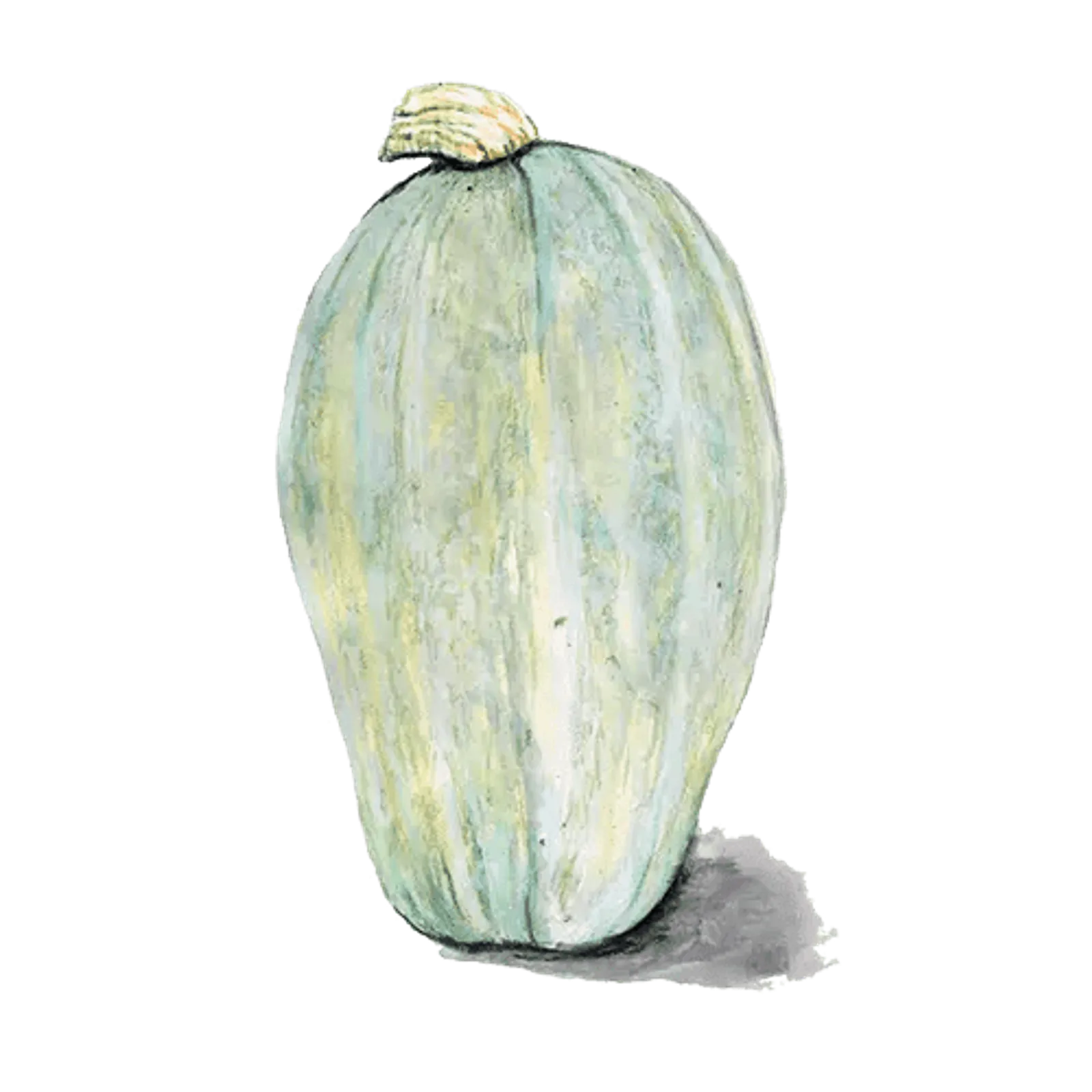 Vintersquash 'Yakima Marblehead', Frö - bild 1