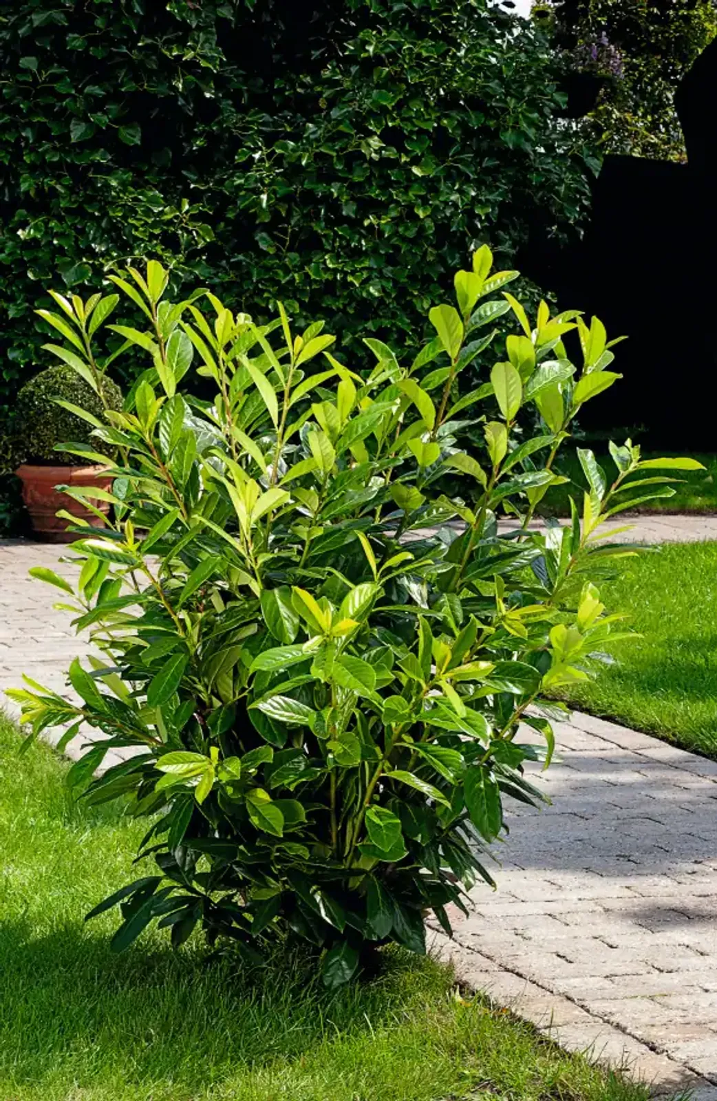 Lagerhägg 'Novita', 40-60 cm - bild 4