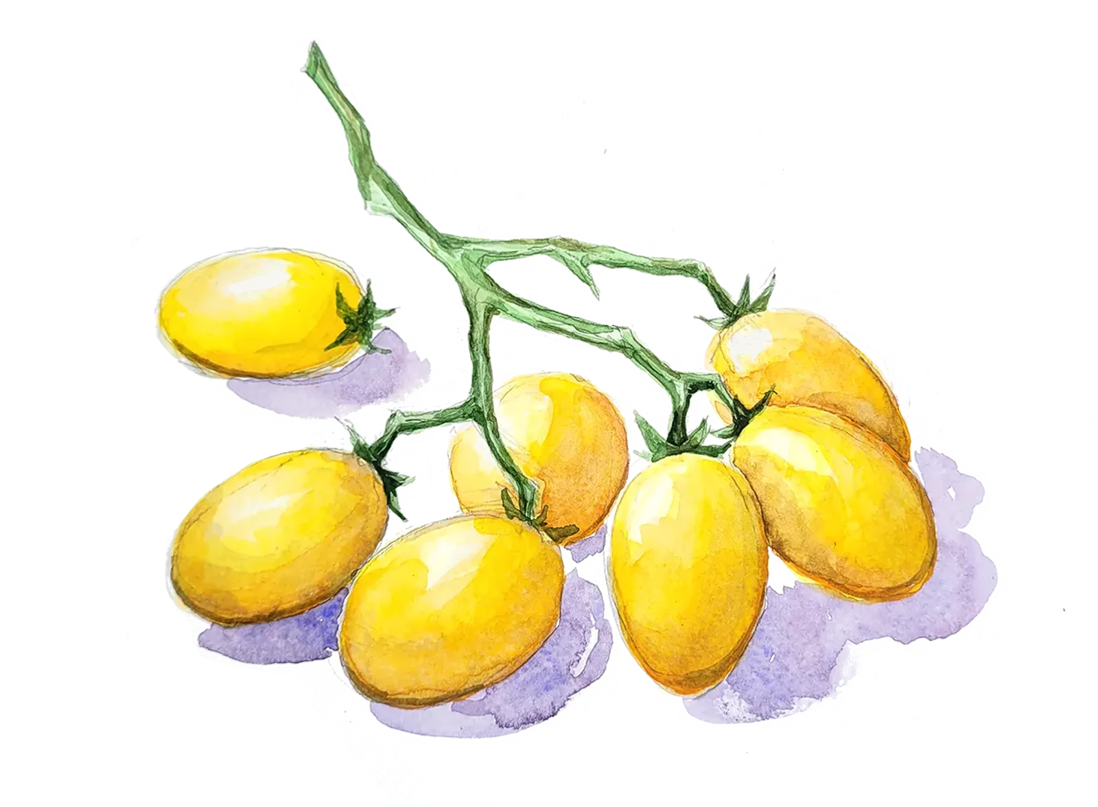 Tomat 'Ildi', Frö - bild 1