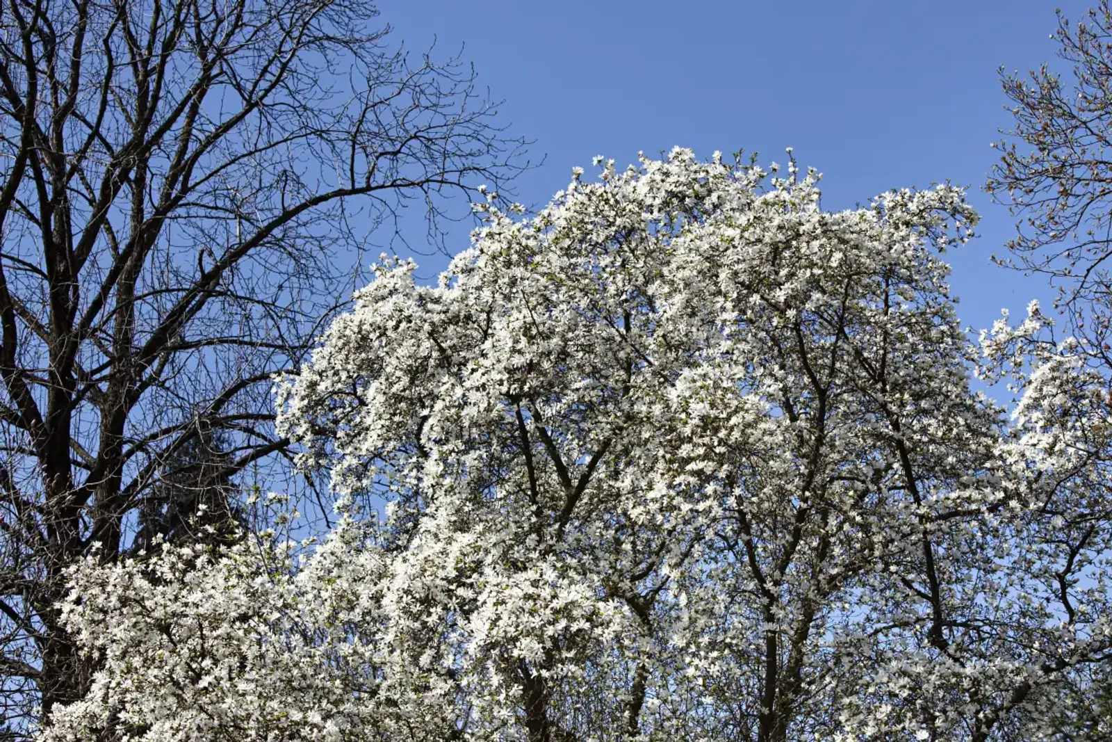 Japansk Magnolia, Högstammat träd - bild 4