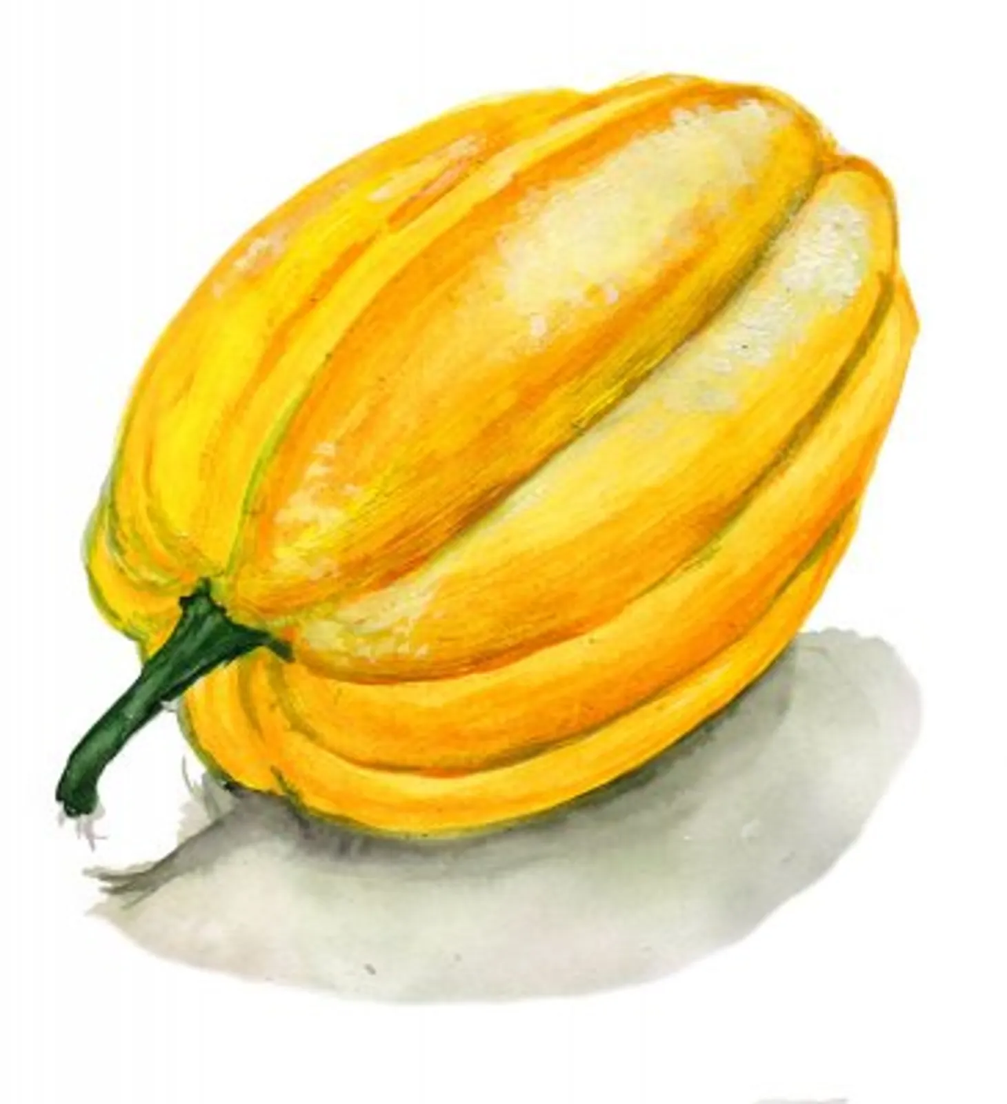 Sommarsquash 'Table Gold', Frö - bild 1