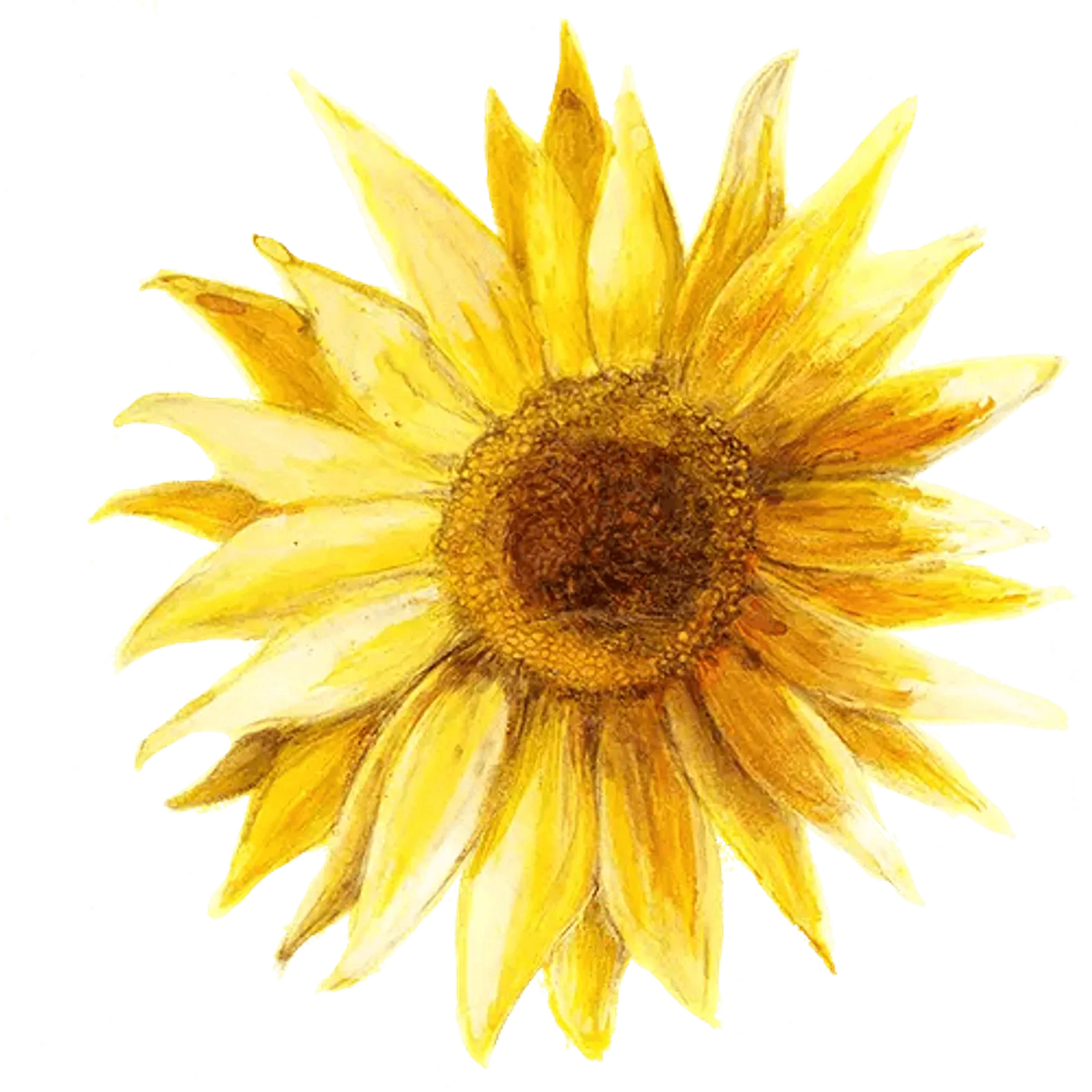 Solros 'Pacino Gold', Frö - bild 1