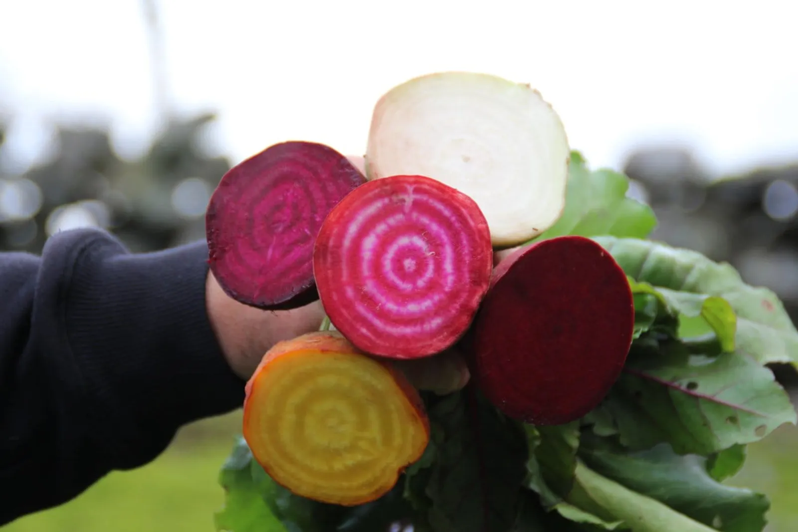 Rödbeta 'Rödbetsmix', ekofrö - bild 2