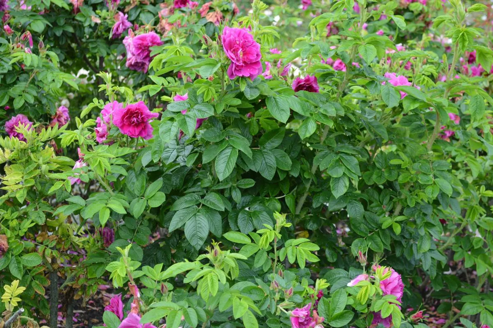 Rugosa-ros 'Hansa', 20-40 cm - bild 3