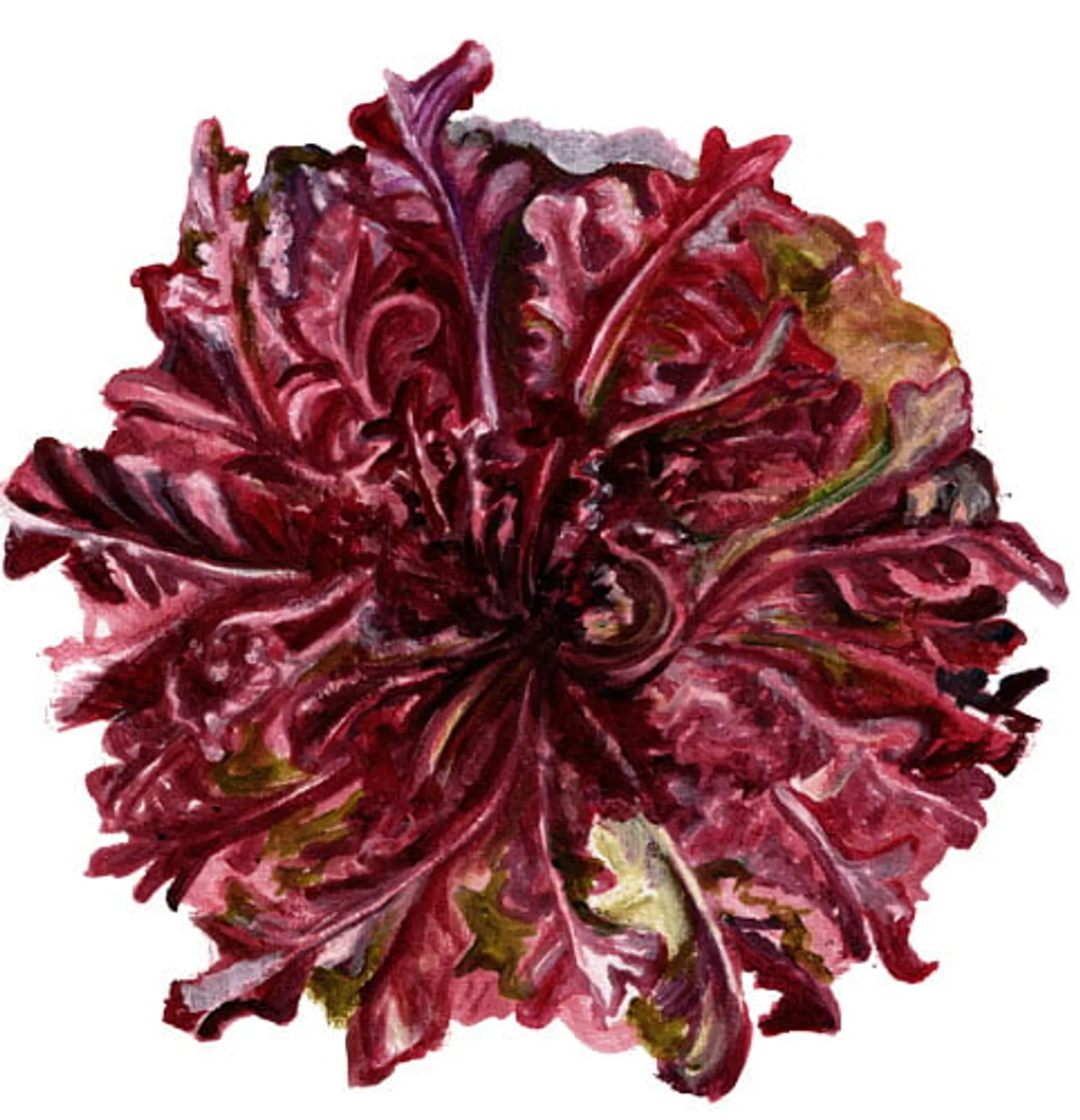 Plocksallat 'Red Salad Bowl', Frö - bild 1