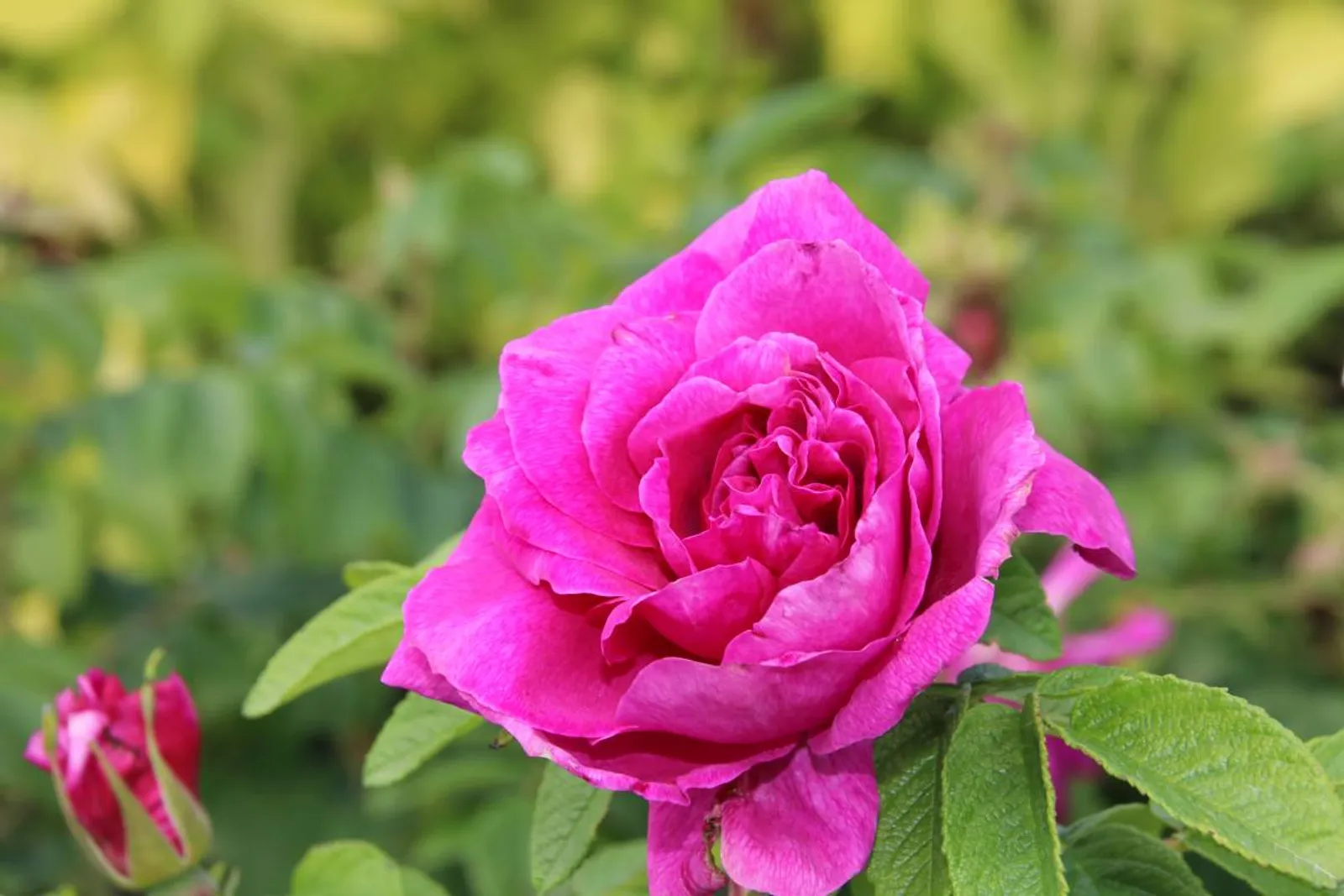 Rugosa-ros 'Hansa', 20-40 cm - bild 2