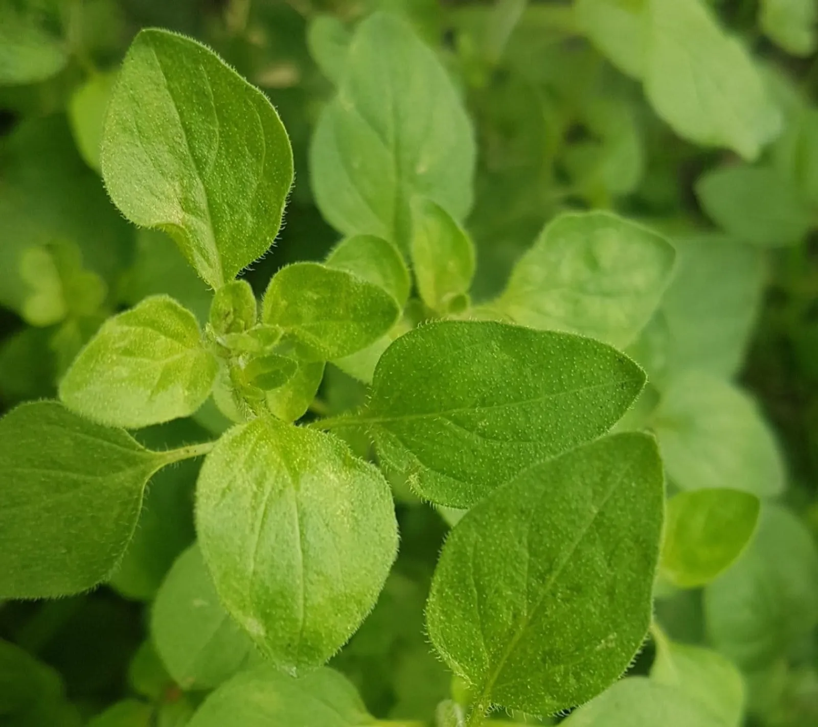 Oregano 'Grekisk oregano', ekofrö - bild 1