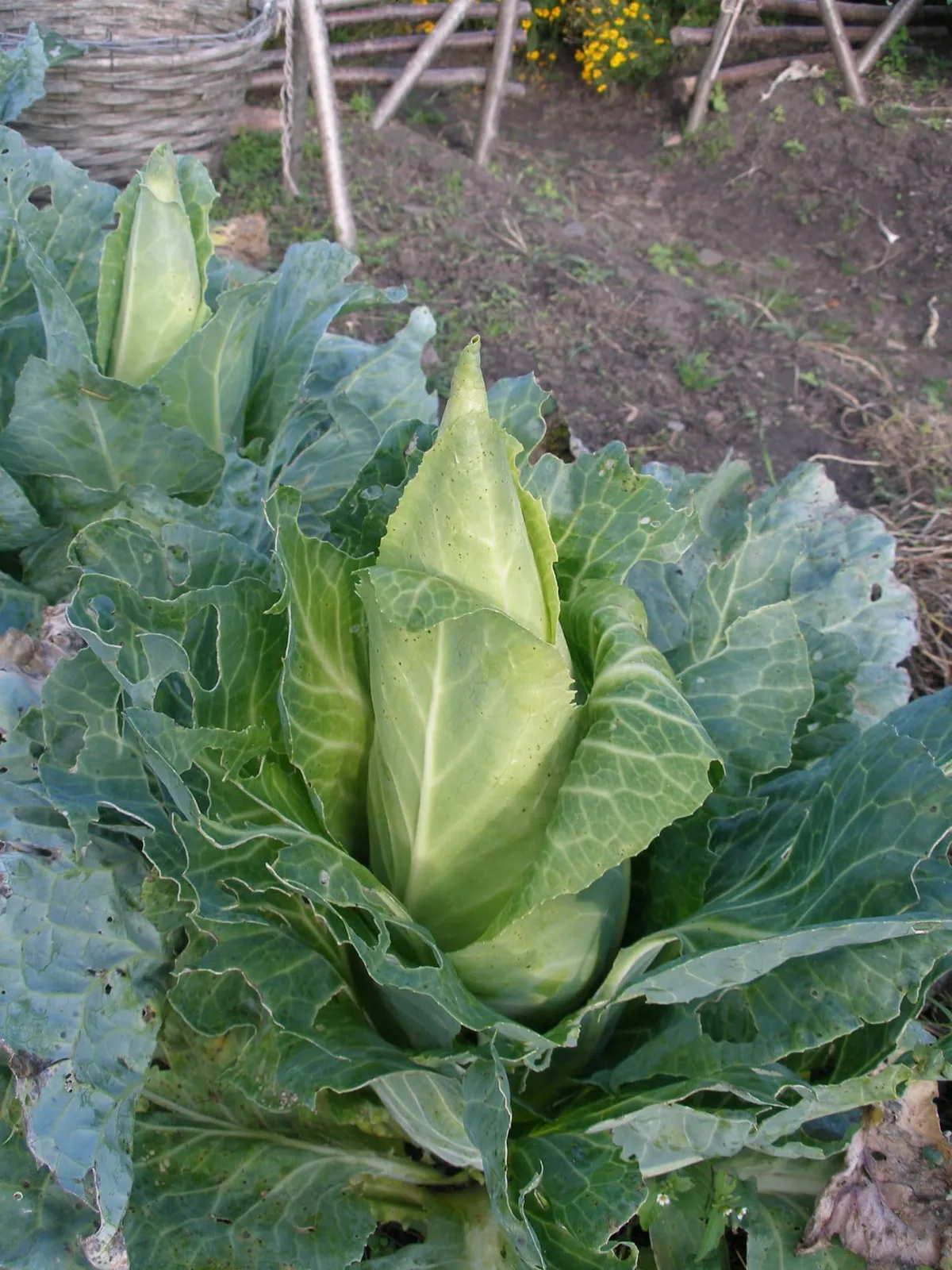 Spetskål 'Filderkraut', ekofrö - bild 2