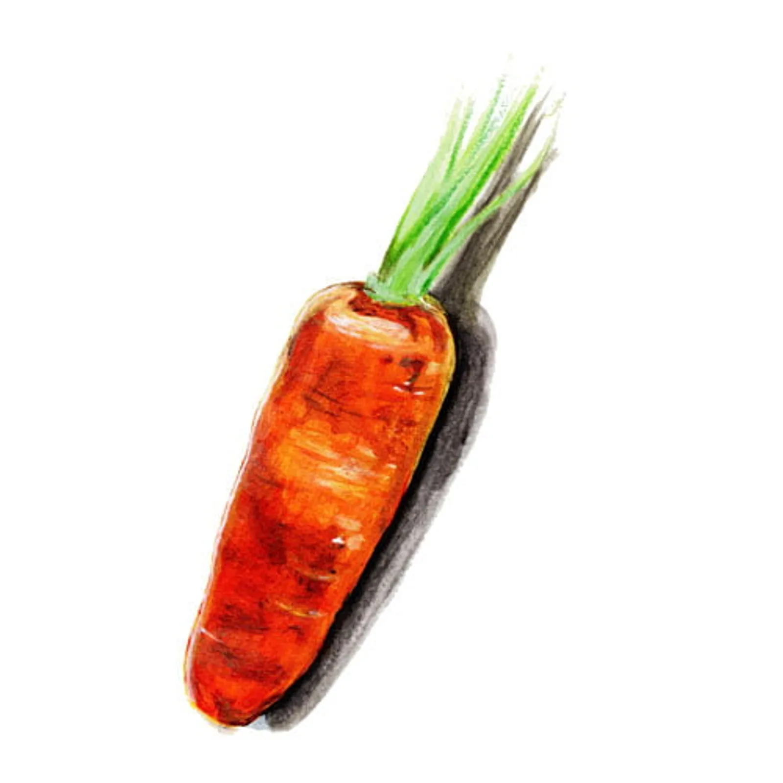 Morot 'Oxhella', Frö - bild 1