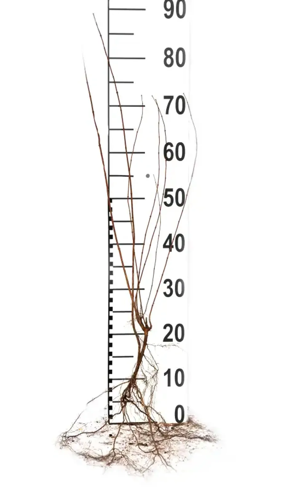 Smultronschersmin, 30-50 cm - bild 5