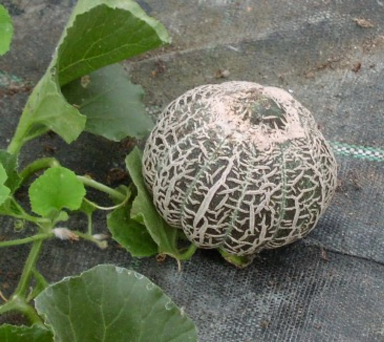 Melon 'Jenny Lind', ekofrö - bild 1
