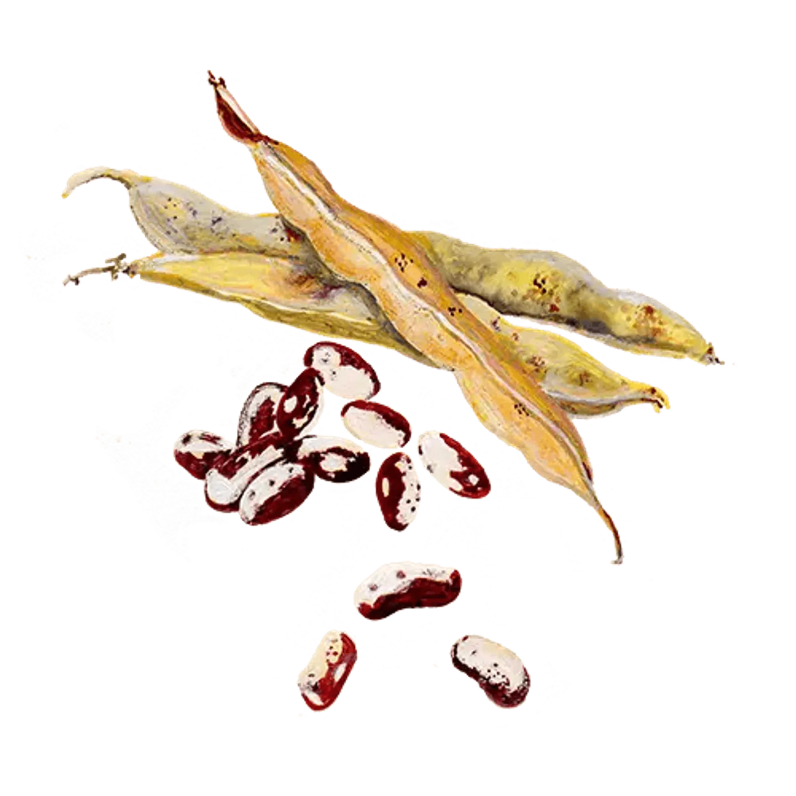 Störböna kok 'Neabel's Ukranian', Frö - bild 1