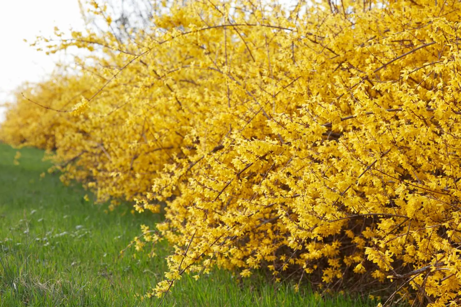 Hybridforsythia 'Freja' E, 20-40 cm - bild 1
