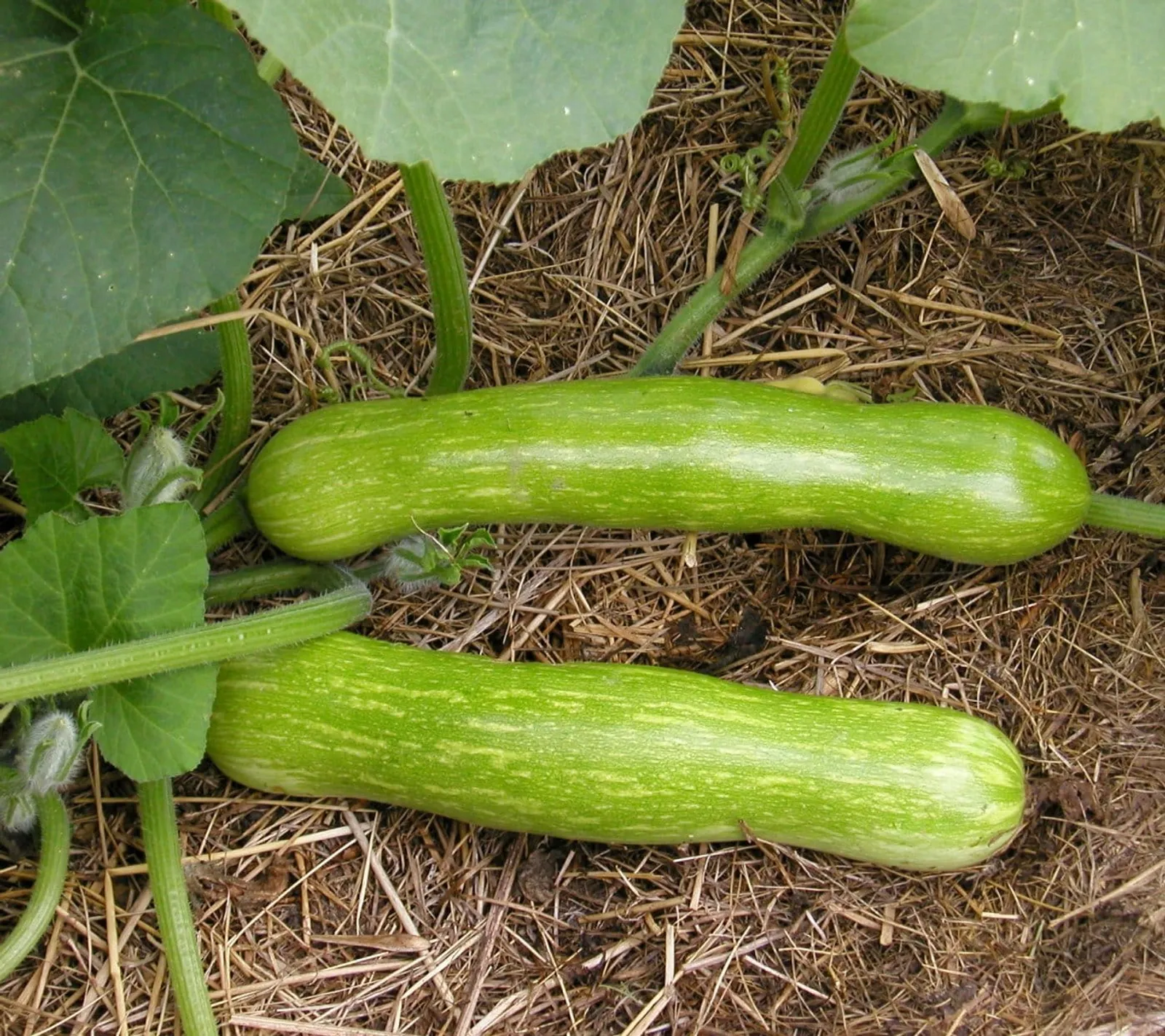 Sommarsquash 'Tromboncino', ekofrö - bild 1