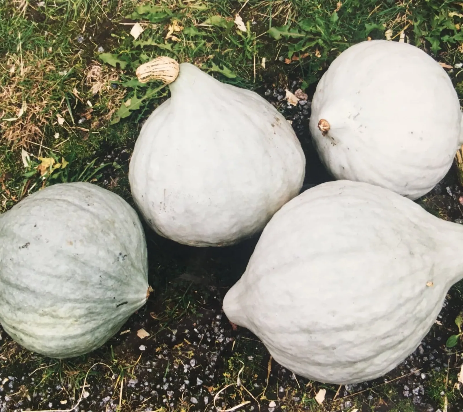 Vintersquash 'Blue Hubbard', ekofrö - bild 1