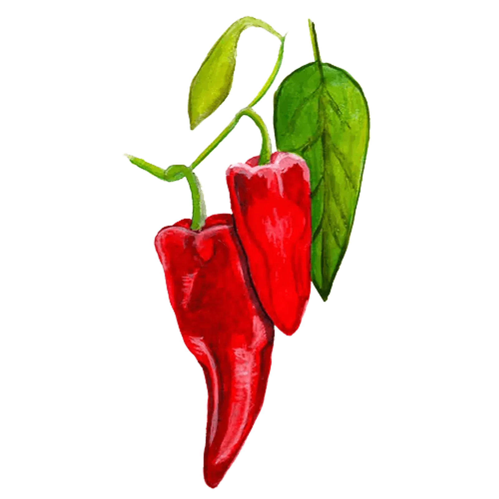 Chili 'Ezpeleta', Frö - bild 1