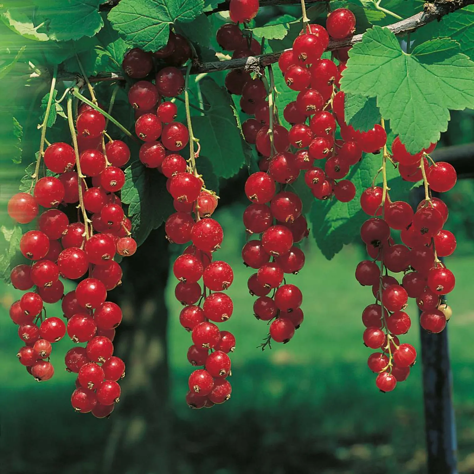 Röda Vinbär "Jonkheer Van Teets", Stam, 3-pack - bild 1