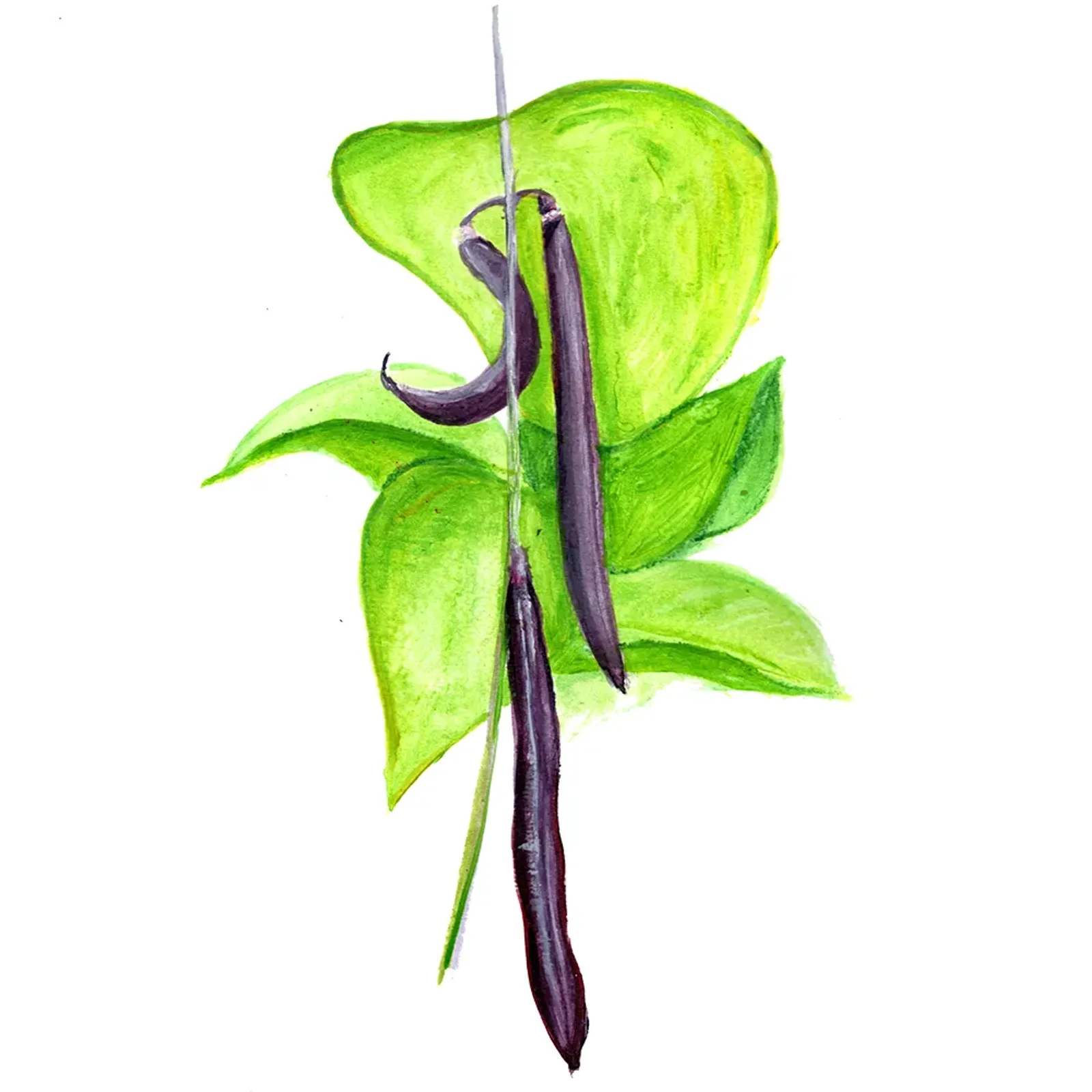 Brytböna 'Purple Teepee', Frö - bild 1