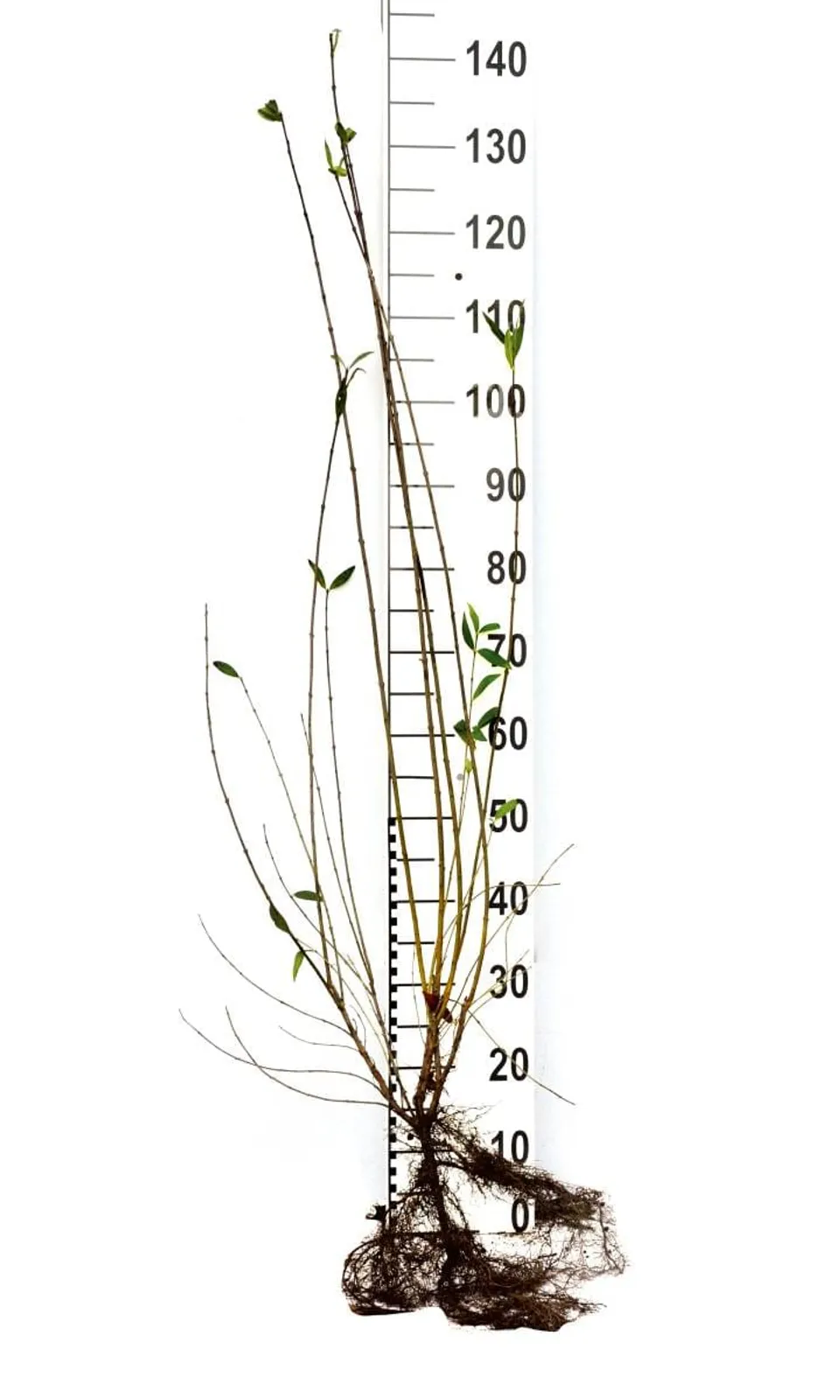 Vinterliguster 'Liga', 80-120 cm, Goliat - bild 6