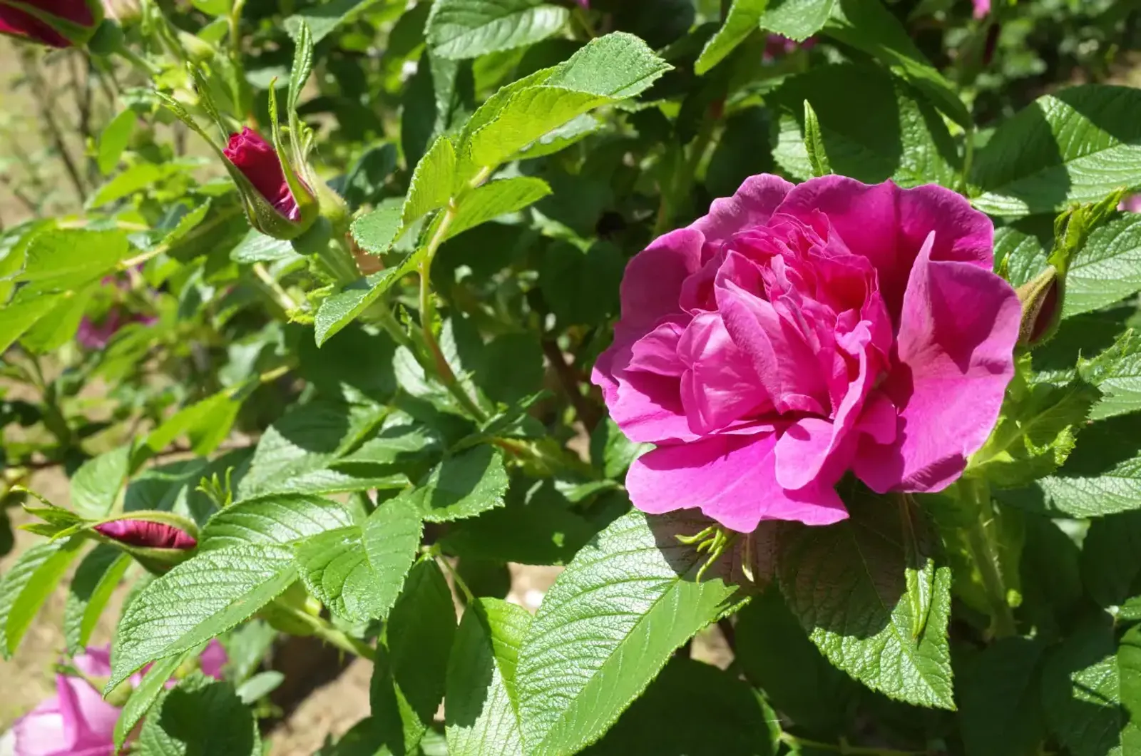 Rugosa-ros 'Hansa', 30-50 cm - bild 4