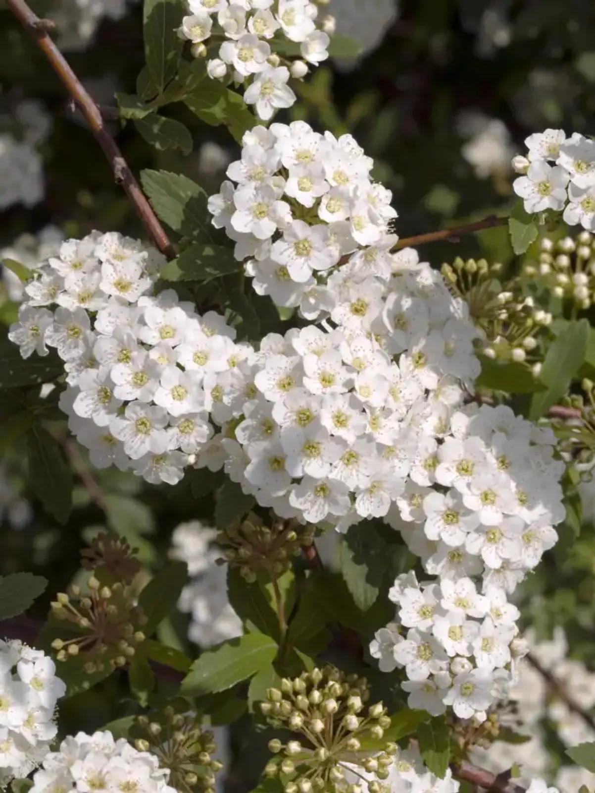 Bukettspirea, 50-80 cm - bild 3