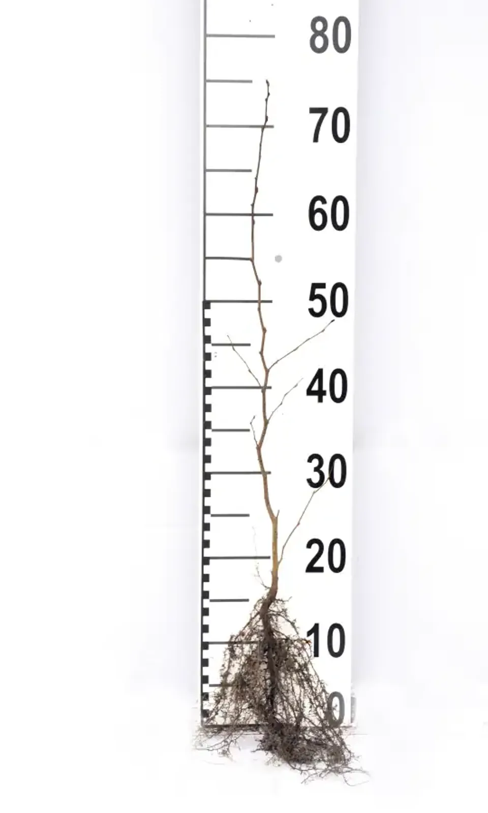 Avenbok, 30-50 cm - bild 6