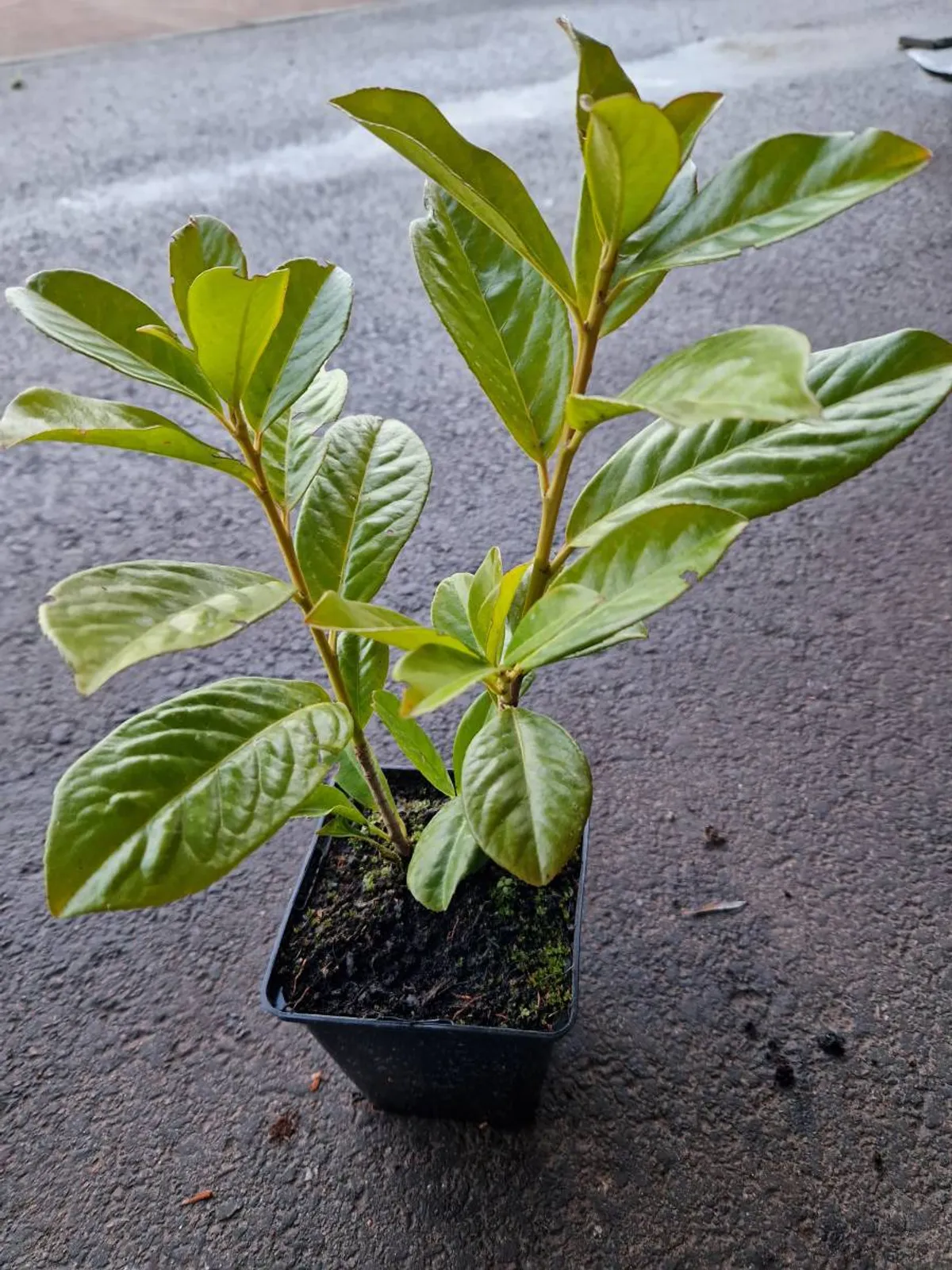Lagerhägg 'Novita', 30-40 cm - bild 4