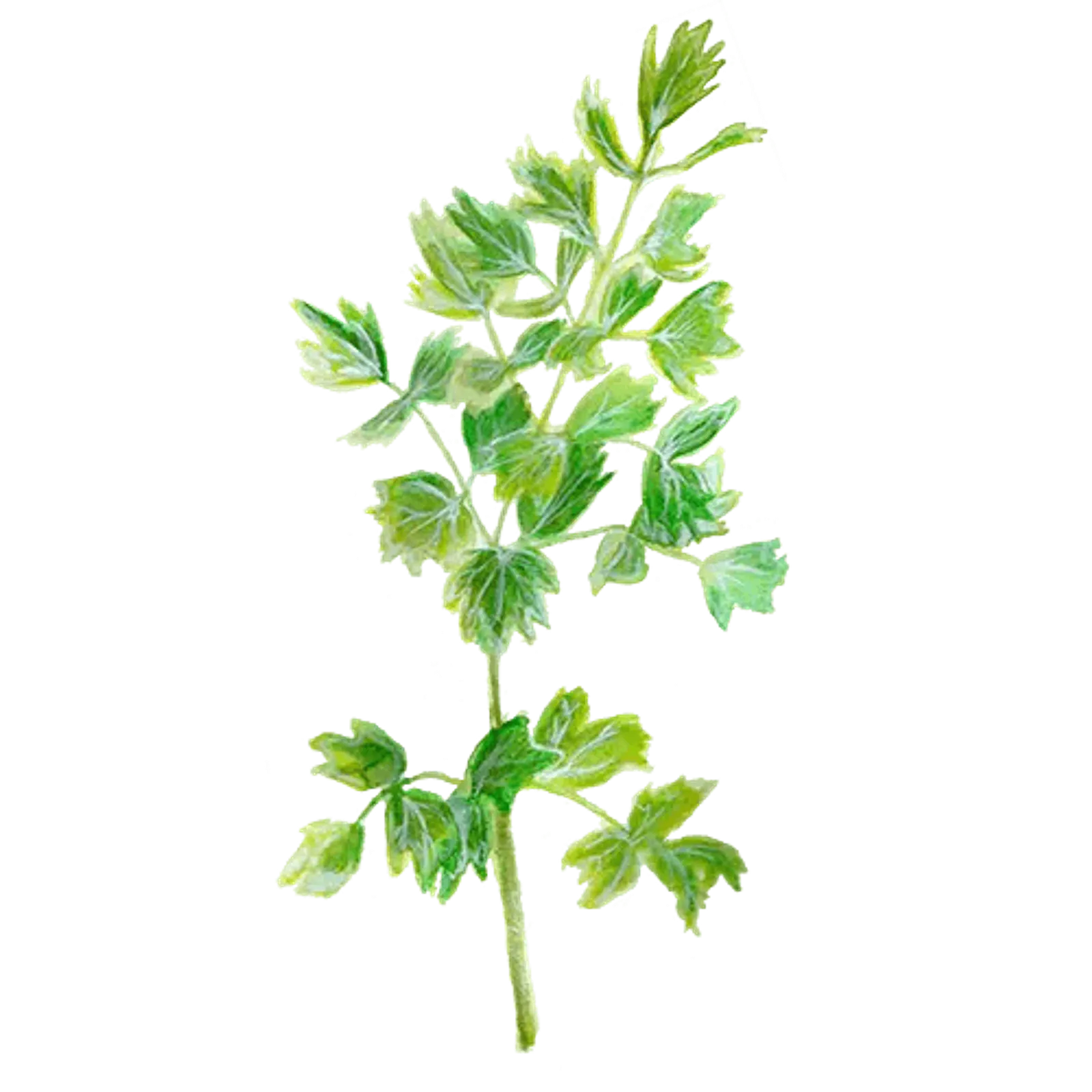 Krydda 'Libbsticka', Frö - bild 1