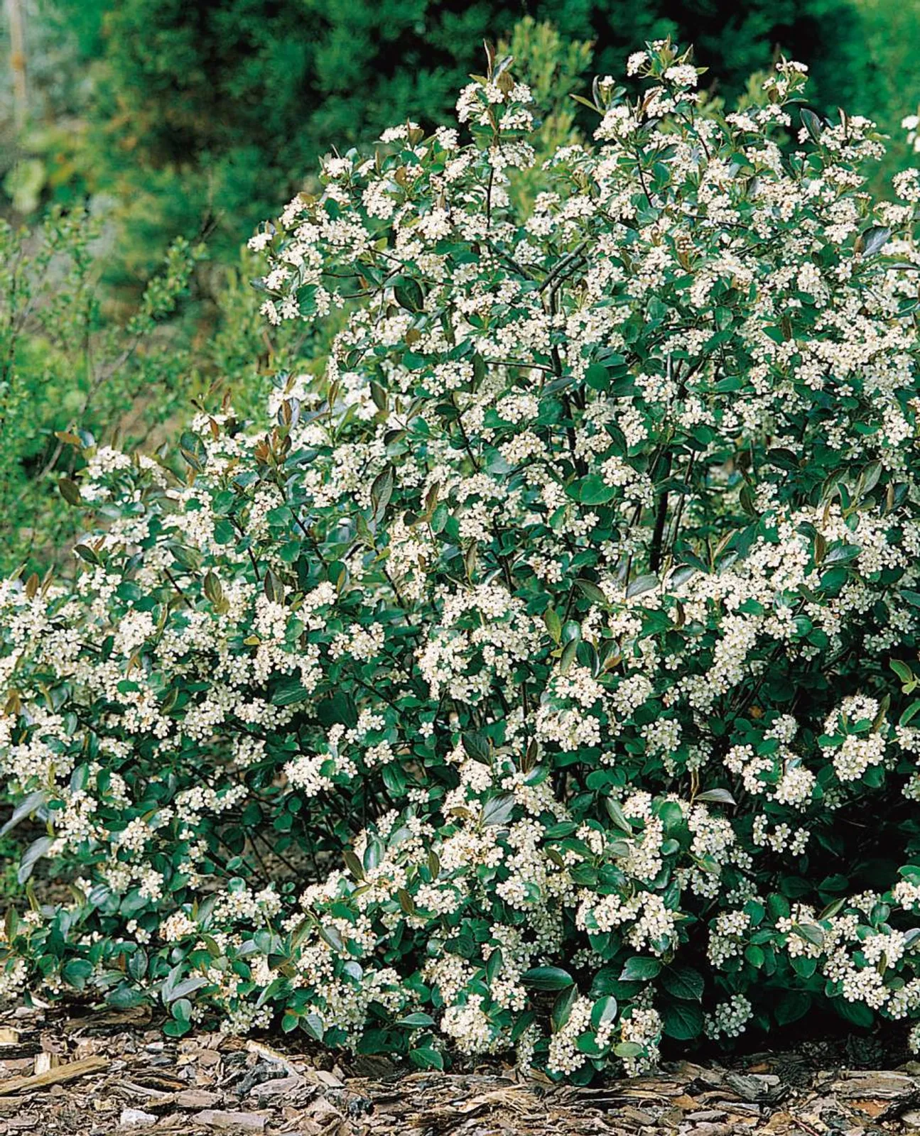 Svartaronia 'Hugin', 20-40 cm - bild 1