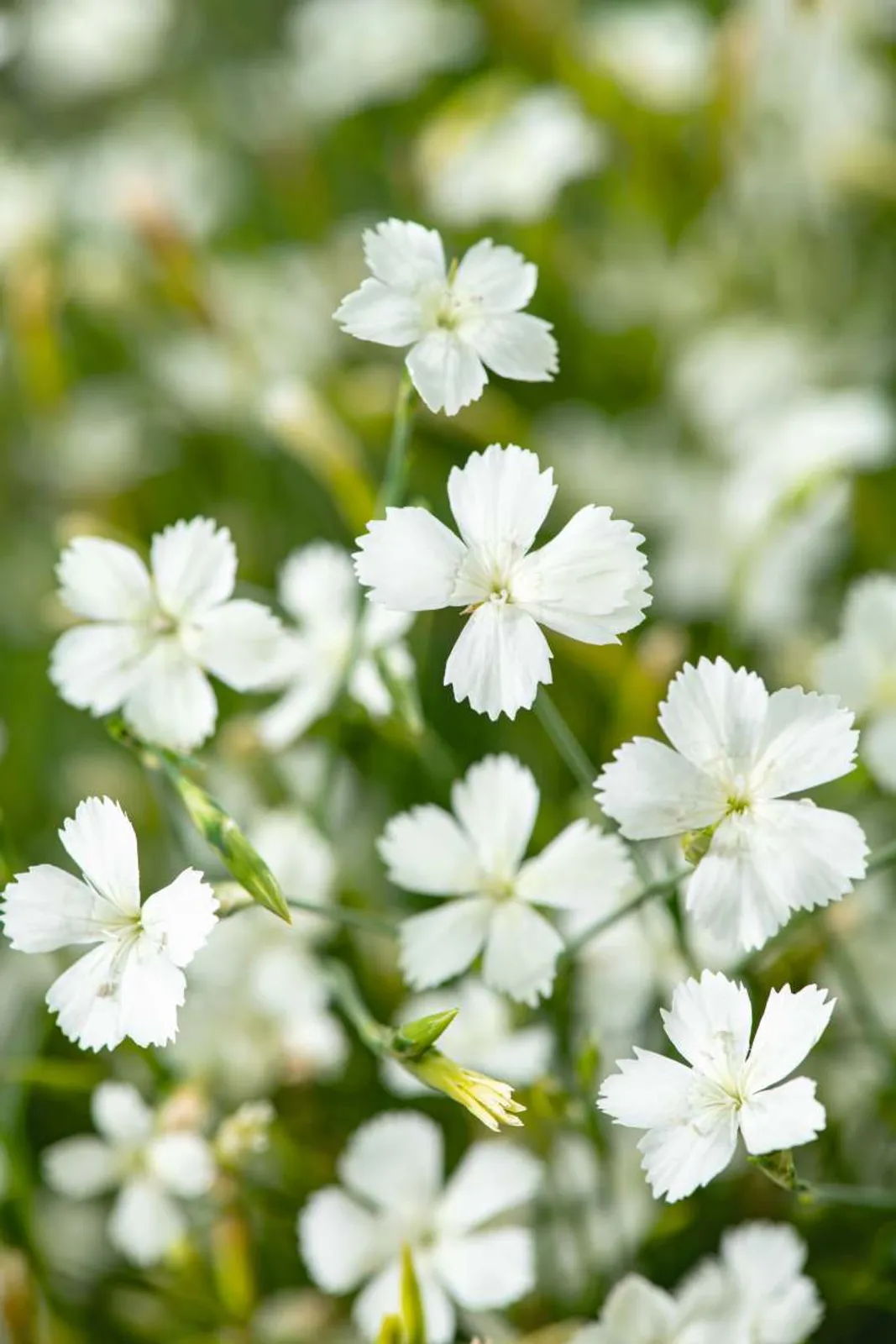 Backnejlika 'Albiflorus', 6-pack - bild 1