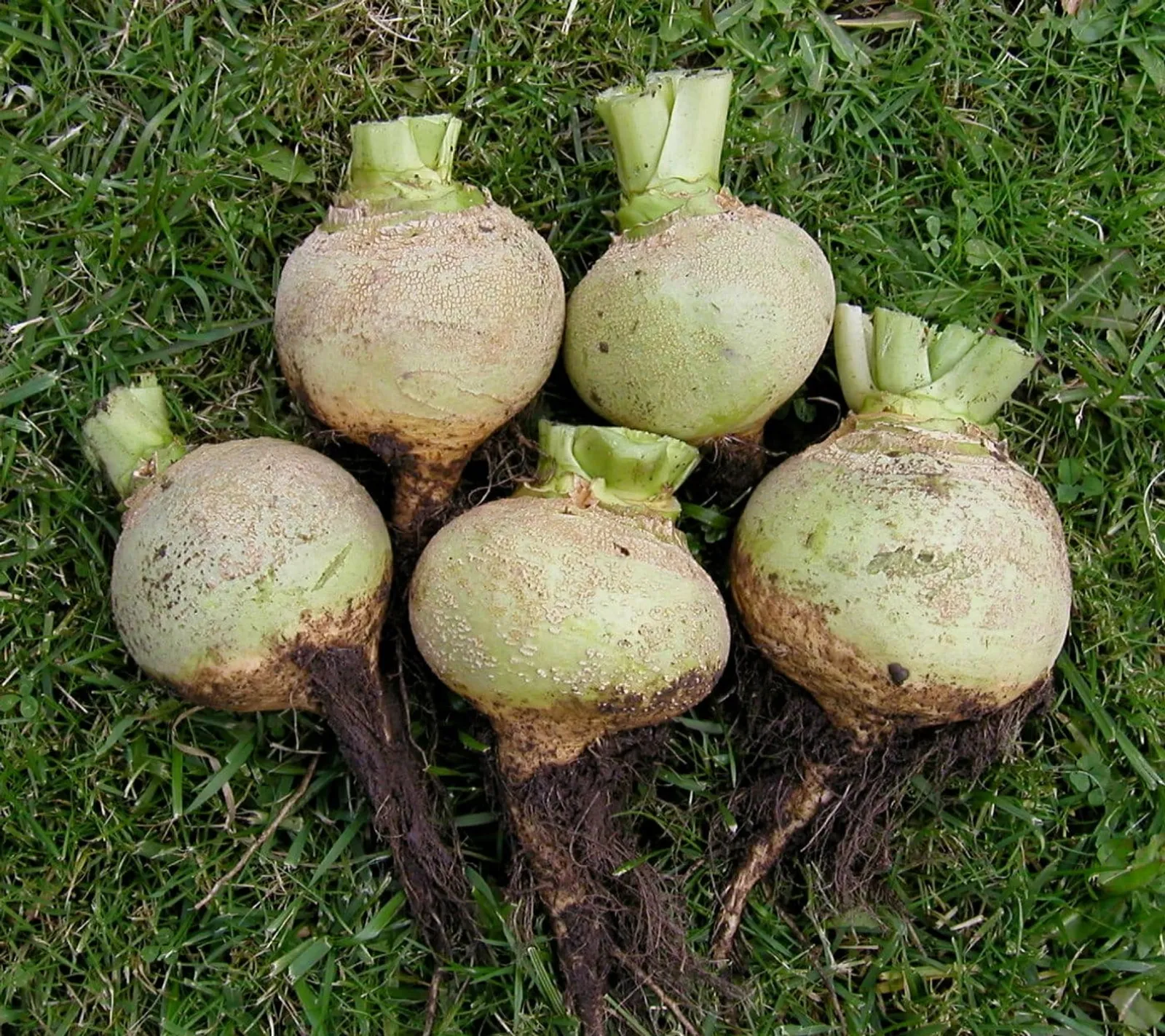 Kålrot 'Krasnoselskaja', ekofrö - bild 1