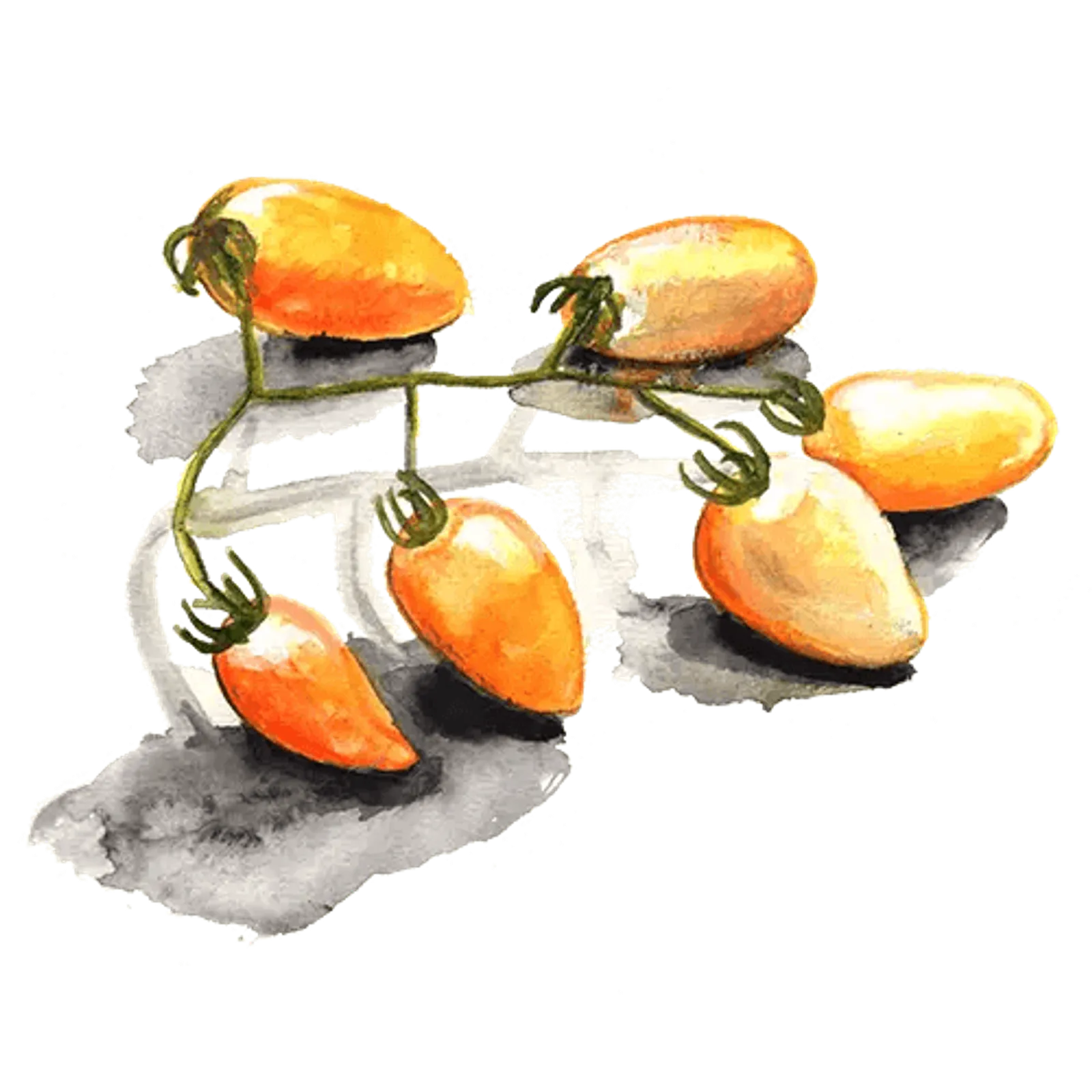Dwarftomat 'Banana Toes', Frö - bild 1
