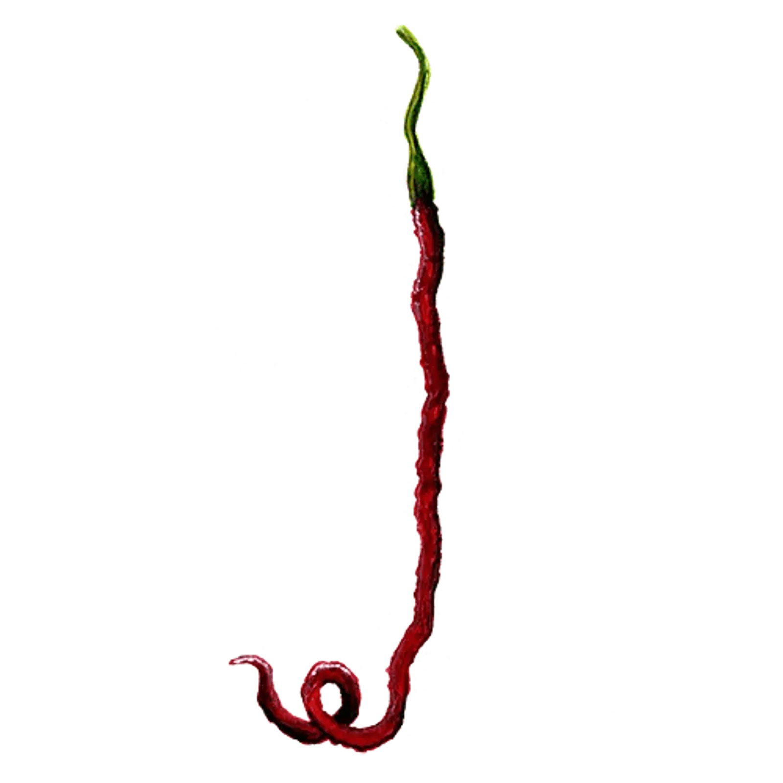 Chili 'Thunder Mountain Longhorn', Frö - bild 1