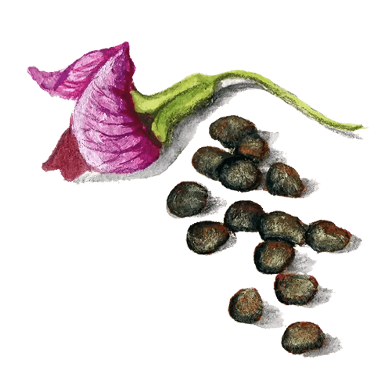 Låg gråärt 'Jämtländsk', Frö - bild 1