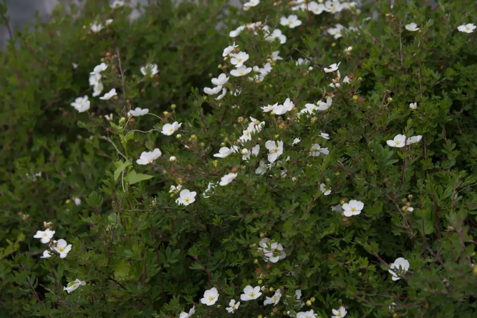 Trädgårdstok 'Sandved', 20-40 cm - bild 3